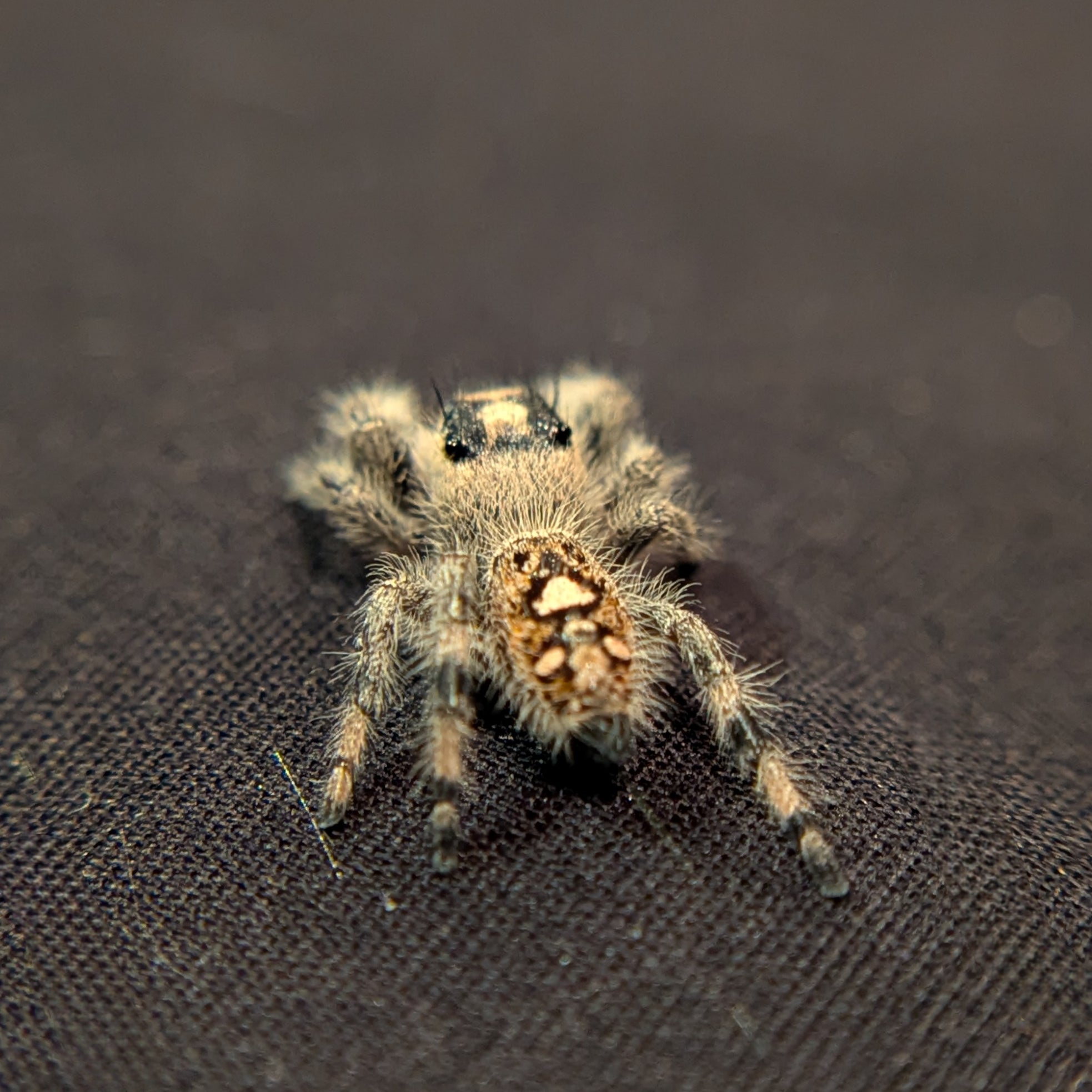 Regal Jumping Spider "Peach"