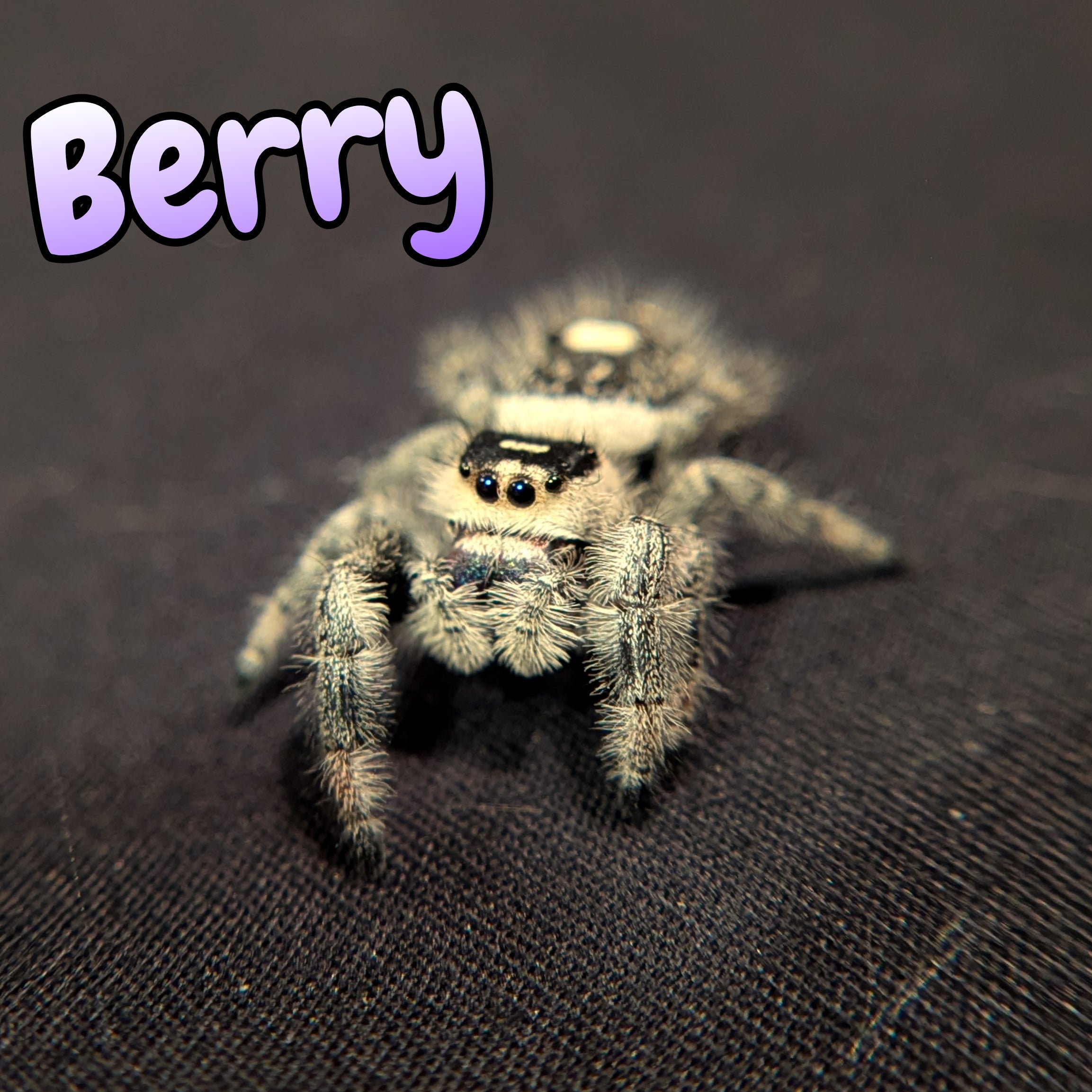 Regal Jumping Spider "Berry"