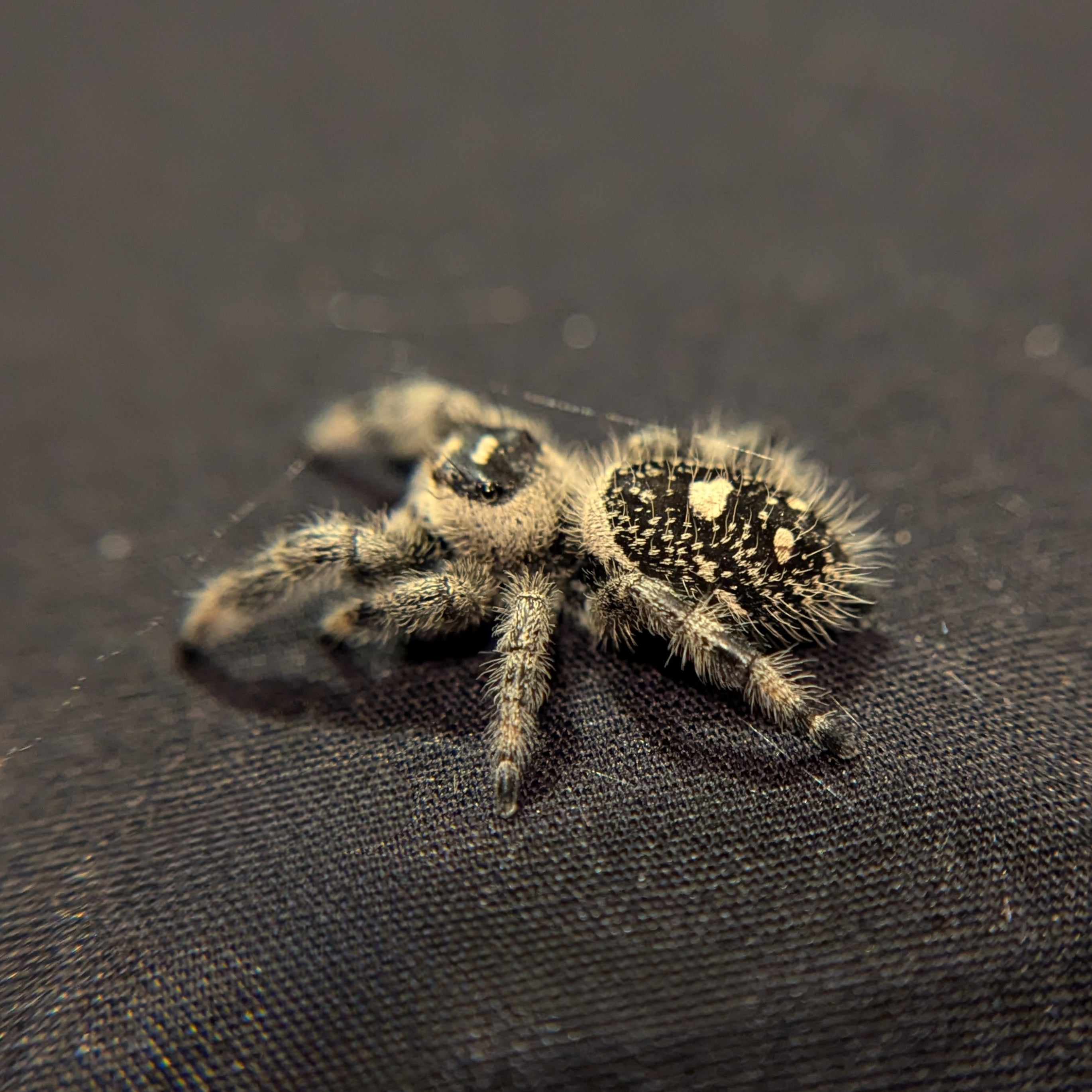 Regal Jumping Spider "Berry"