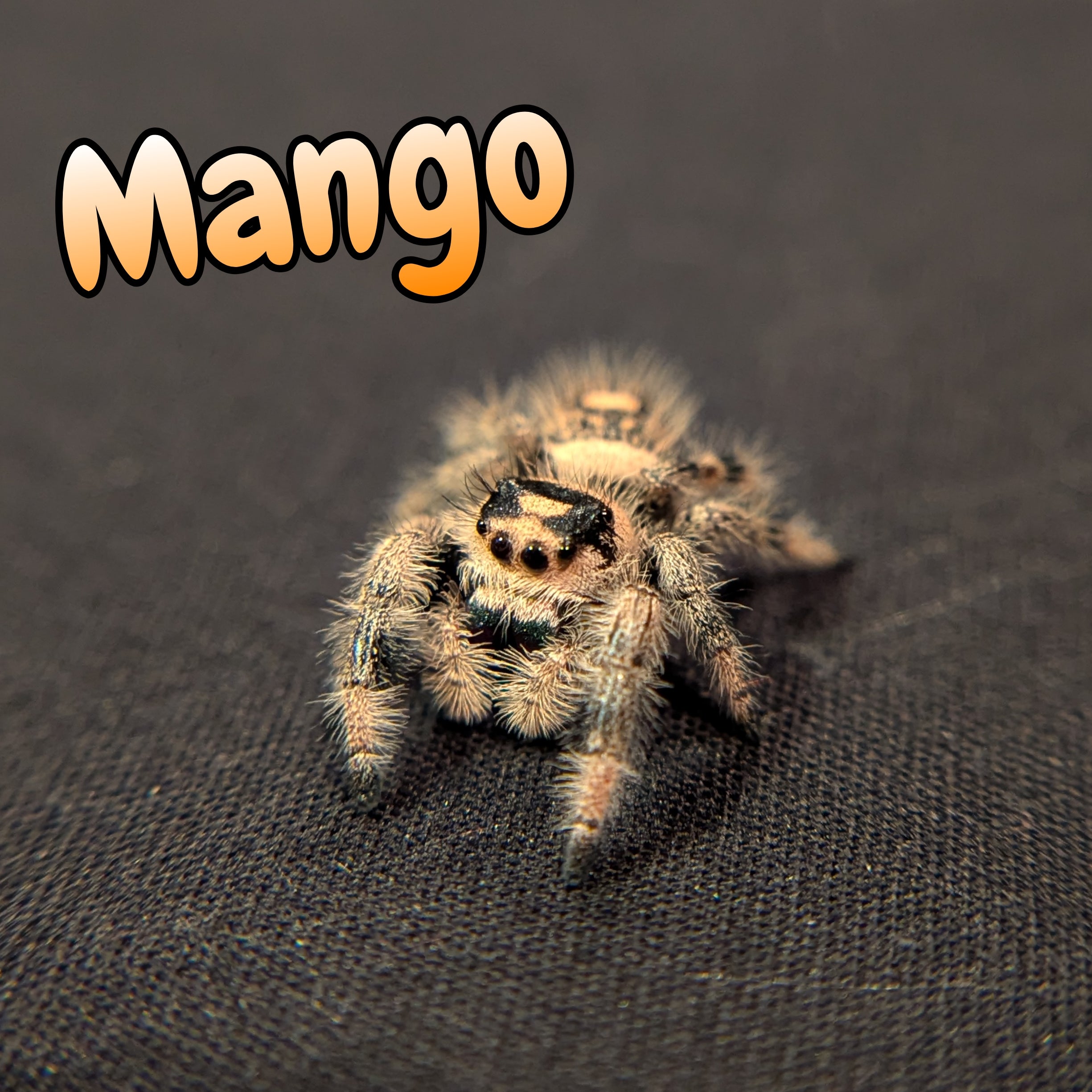 Regal Jumping Spider "Mango"