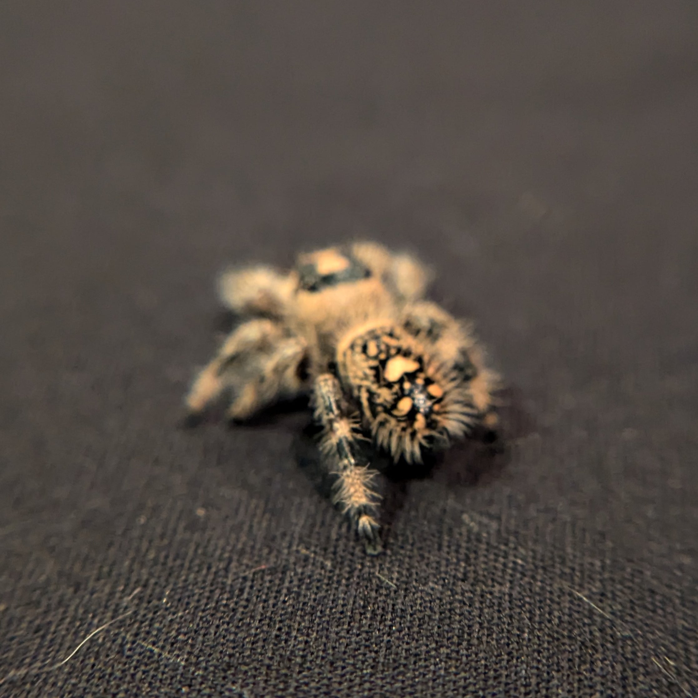 Regal Jumping Spider "Mango"