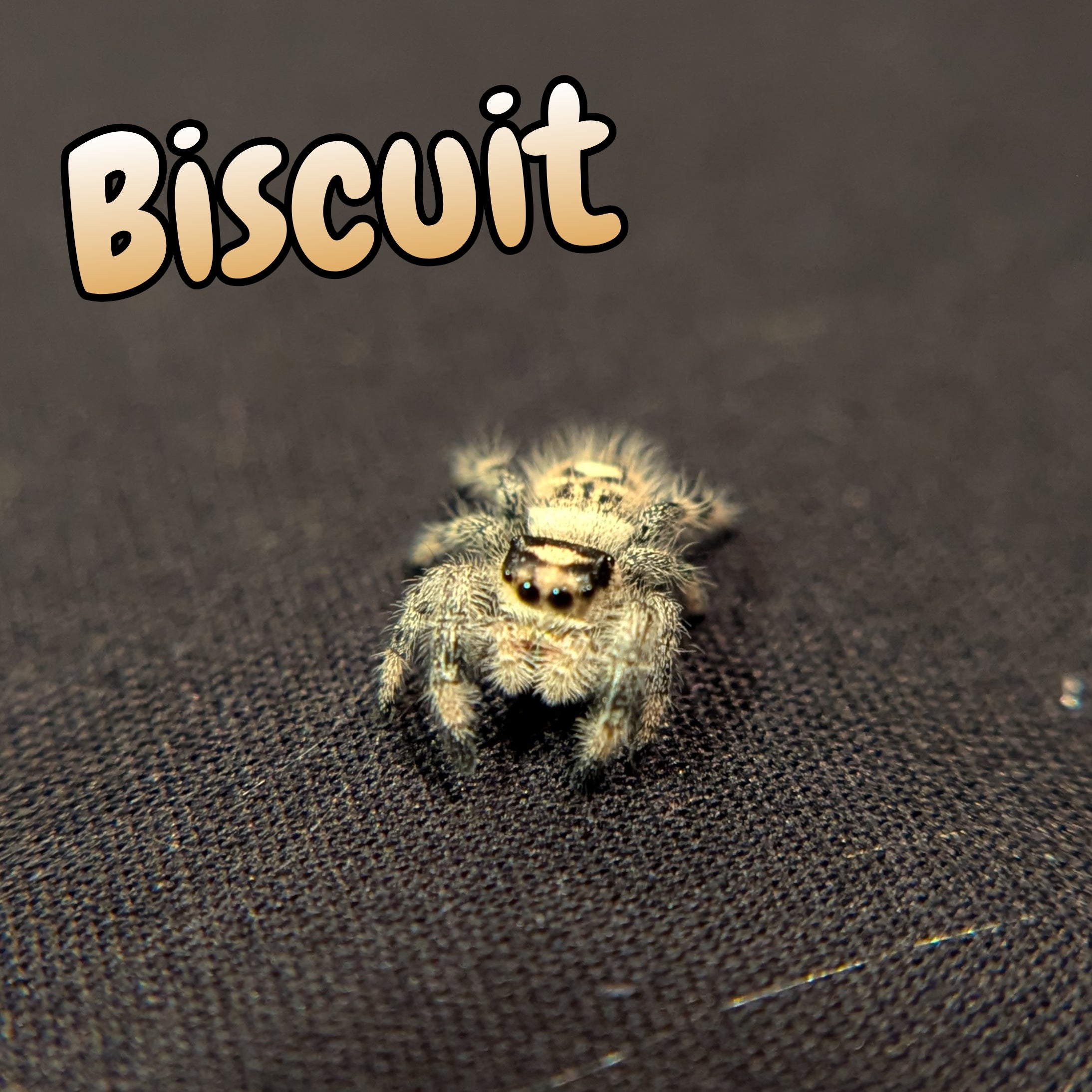 Regal Jumping Spider "Biscuit"