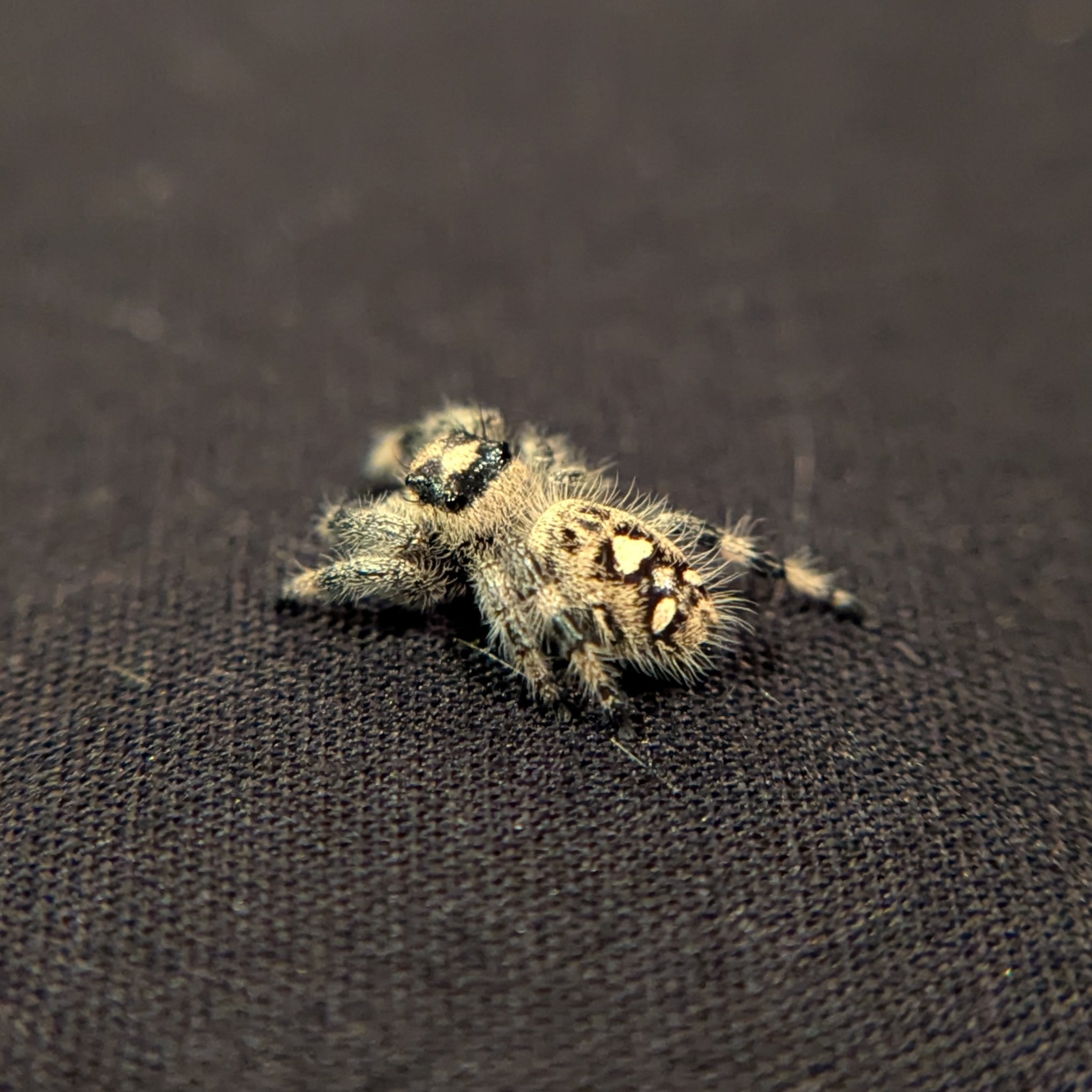 Regal Jumping Spider "Biscuit"