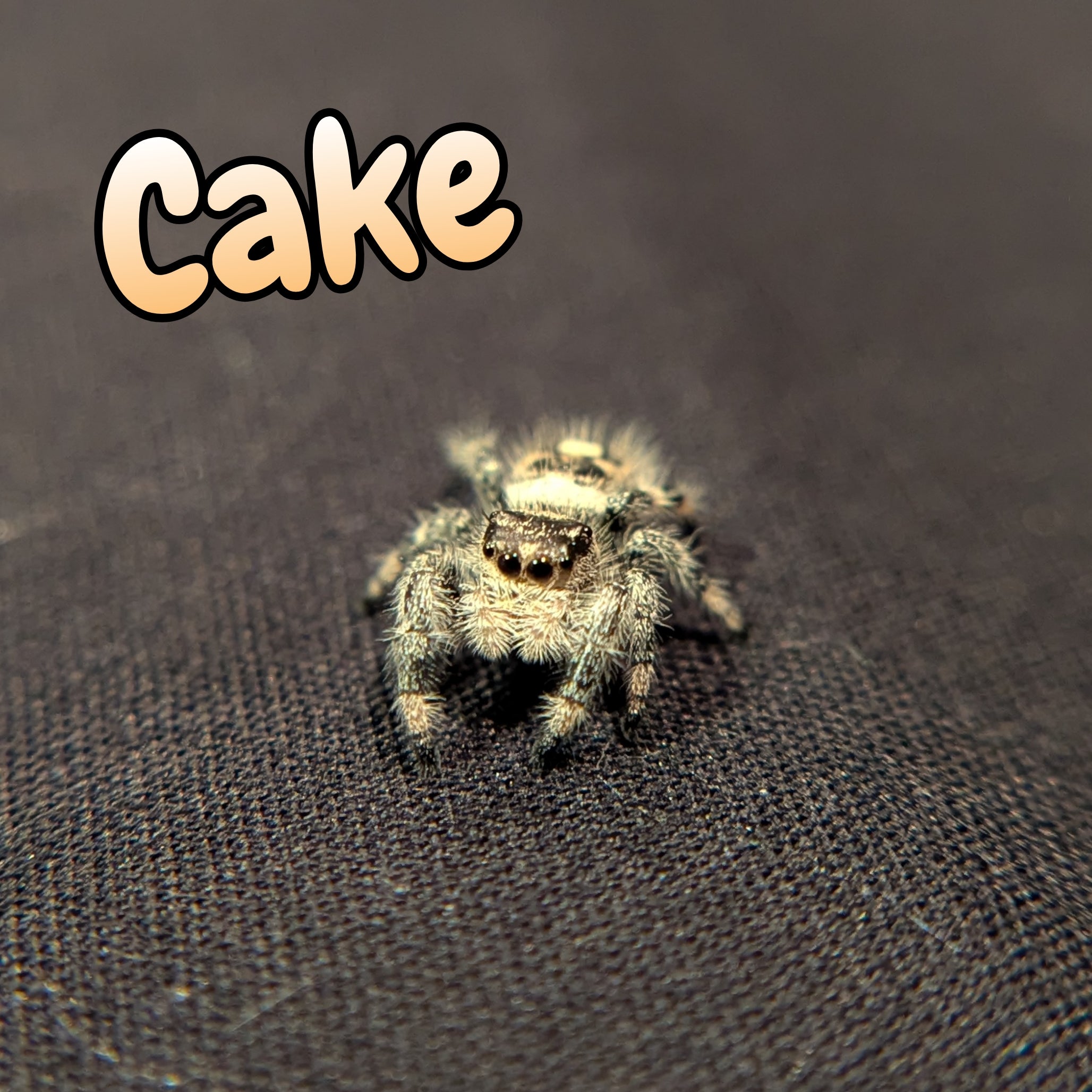 Regal Jumping Spider "Cake"