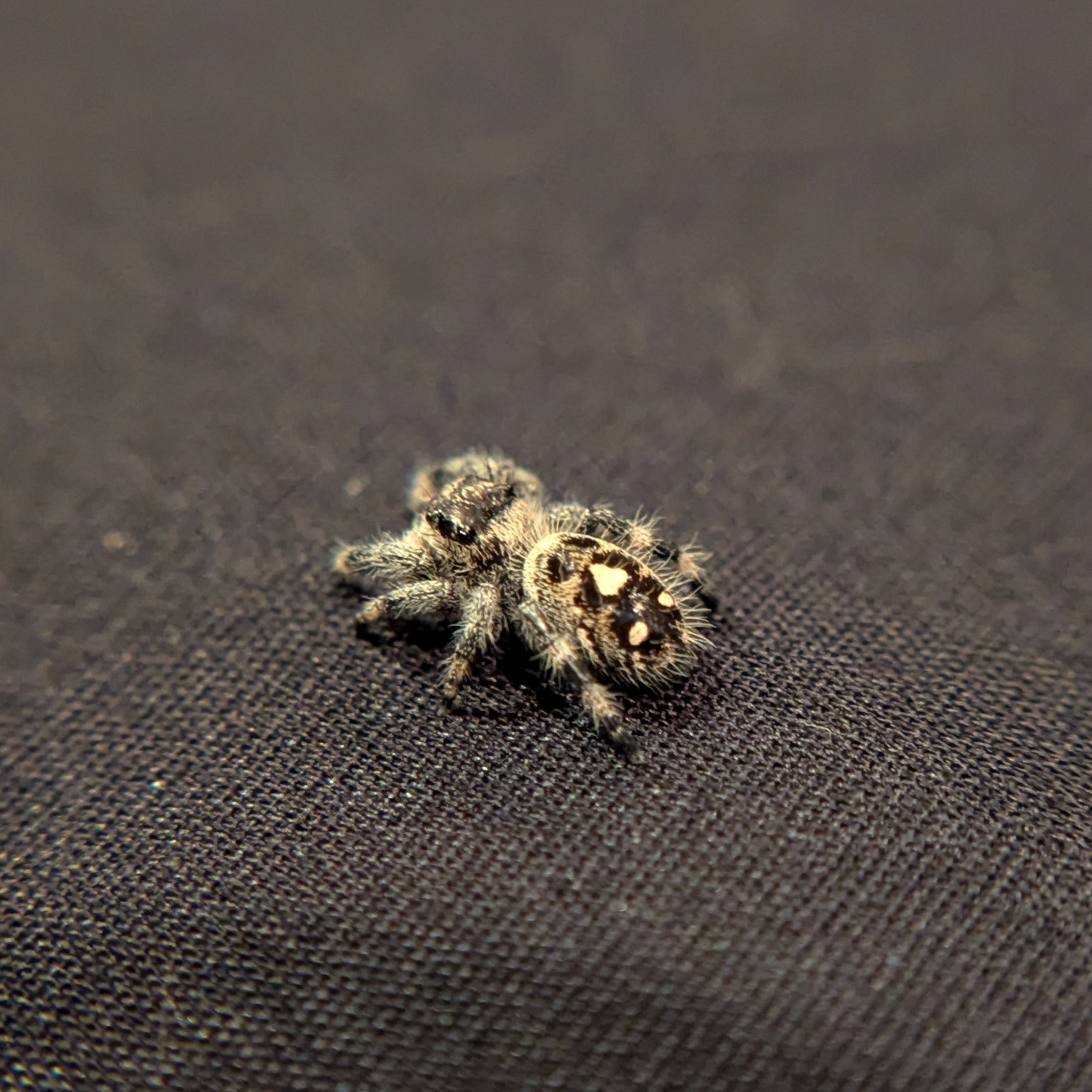 Regal Jumping Spider "Cake"