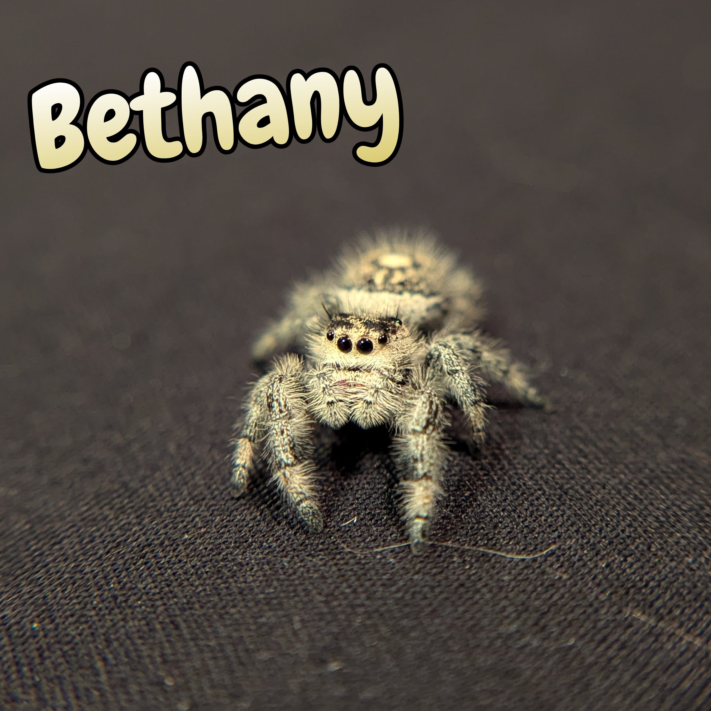 Regal Jumping Spider "Beth"