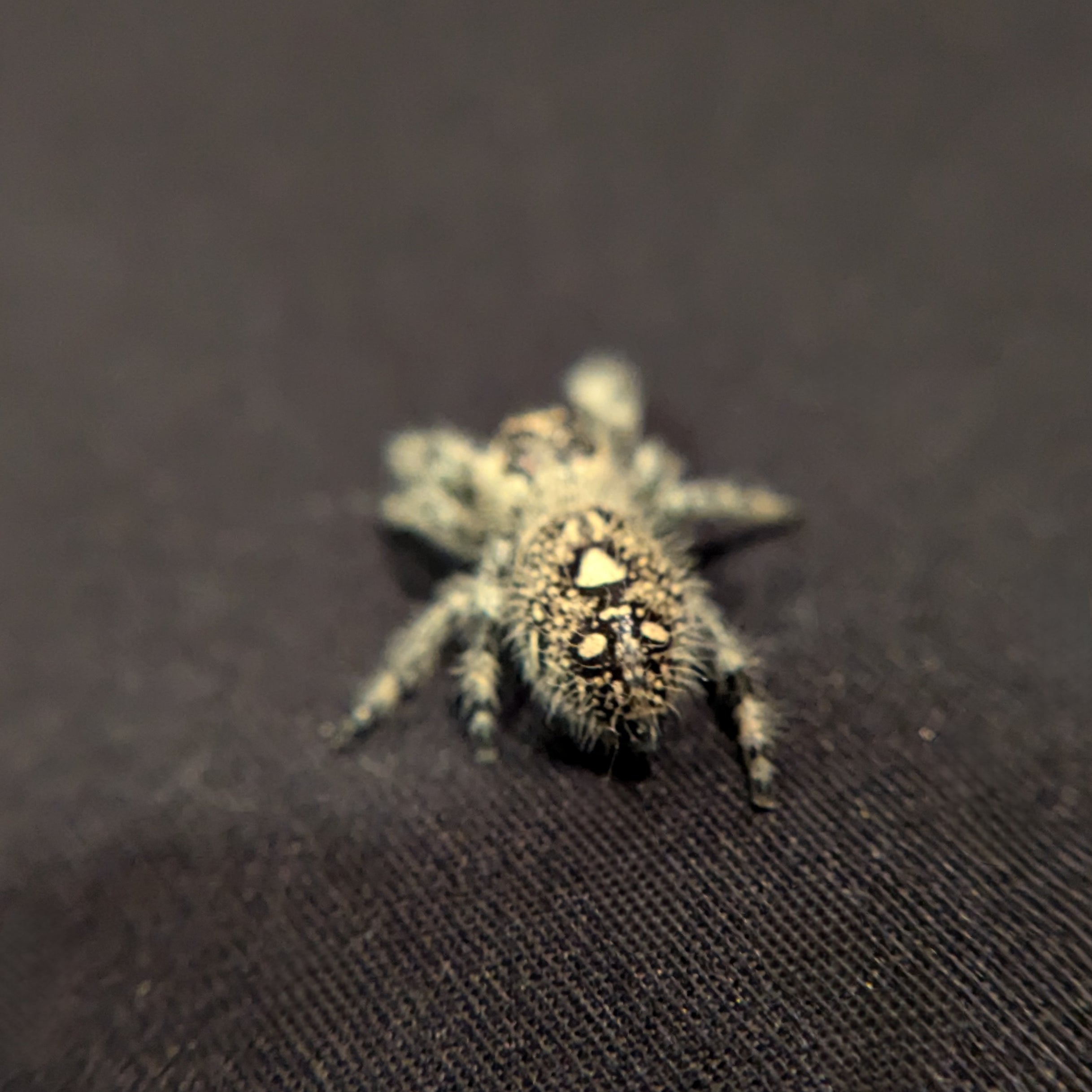 Regal Jumping Spider "Beth"