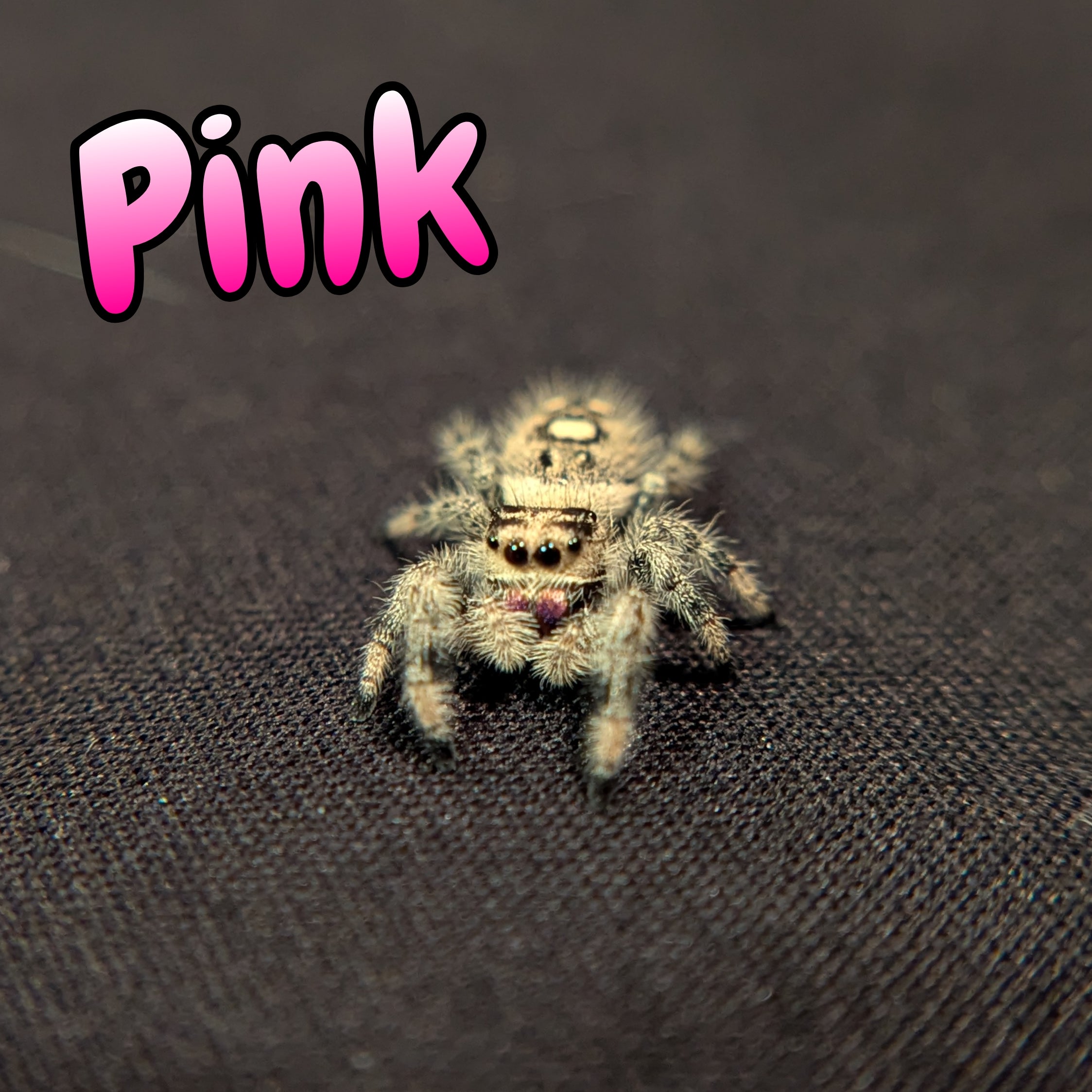 Regal Jumping Spider "Pink"