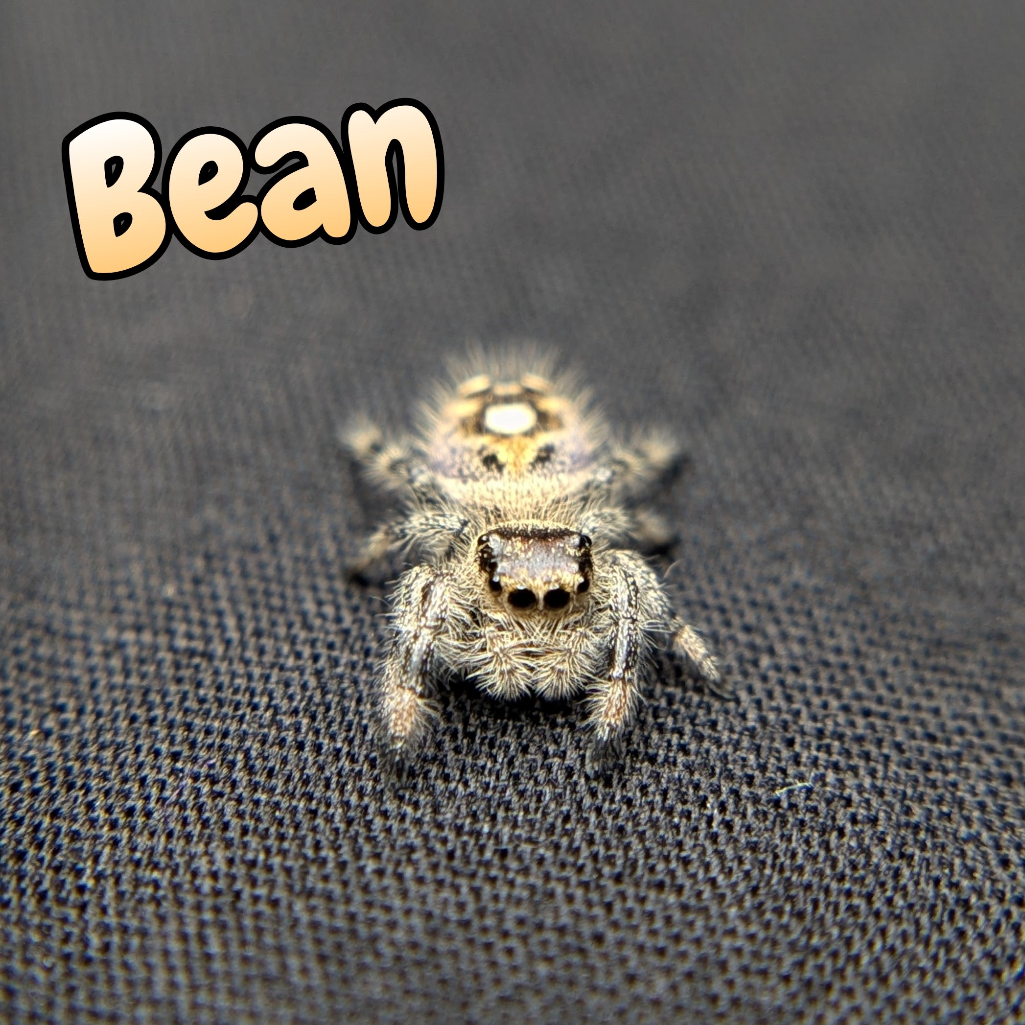 Regal Jumping Spider "Bean"