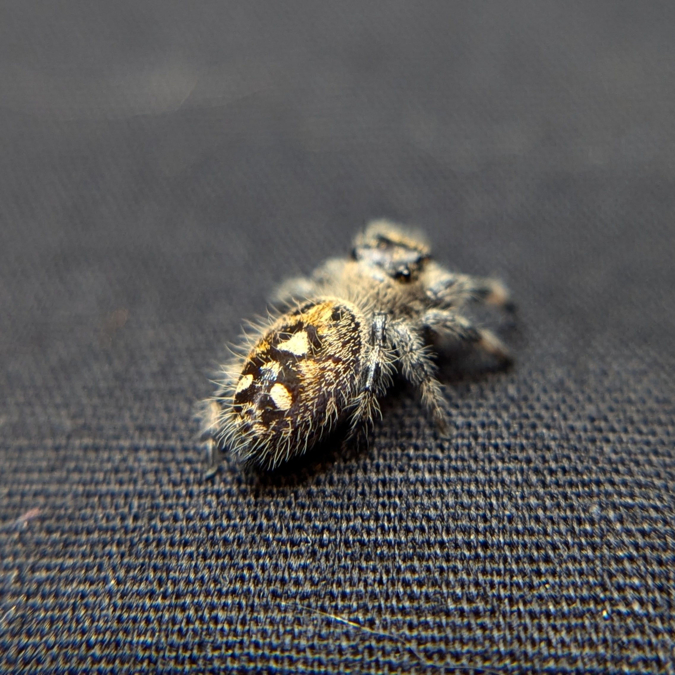 Regal Jumping Spider "Bean"