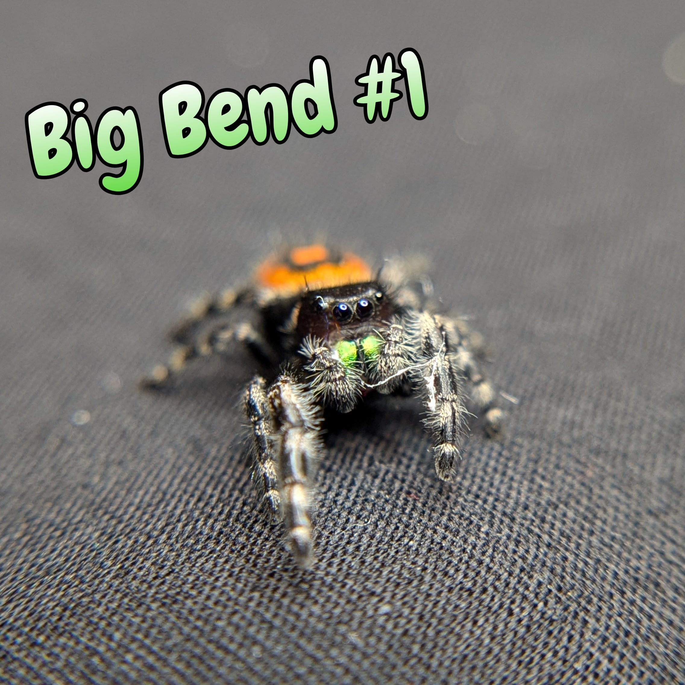 Audax Jumping Spider (Big Bend) #1