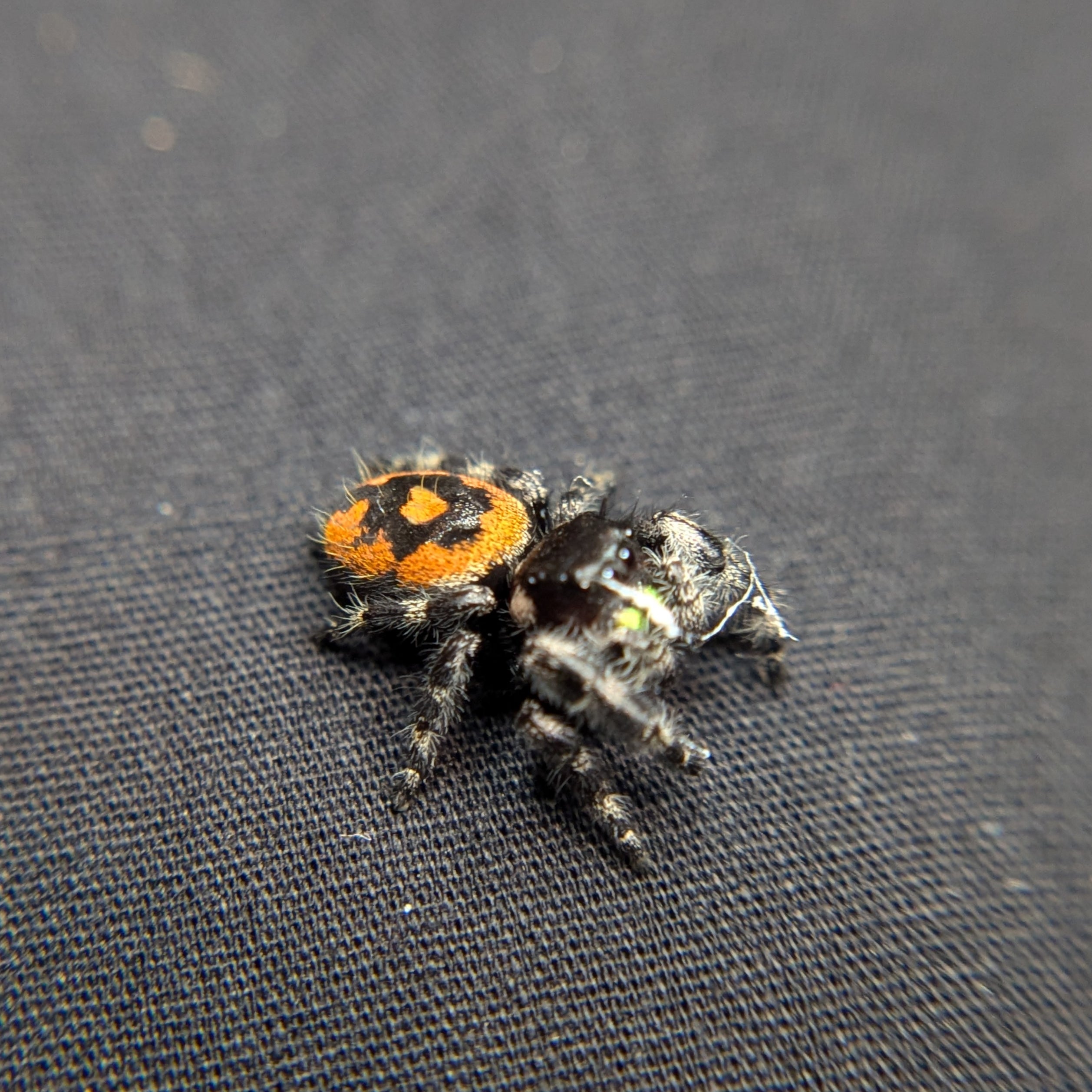 Audax Jumping Spider (Big Bend) #1