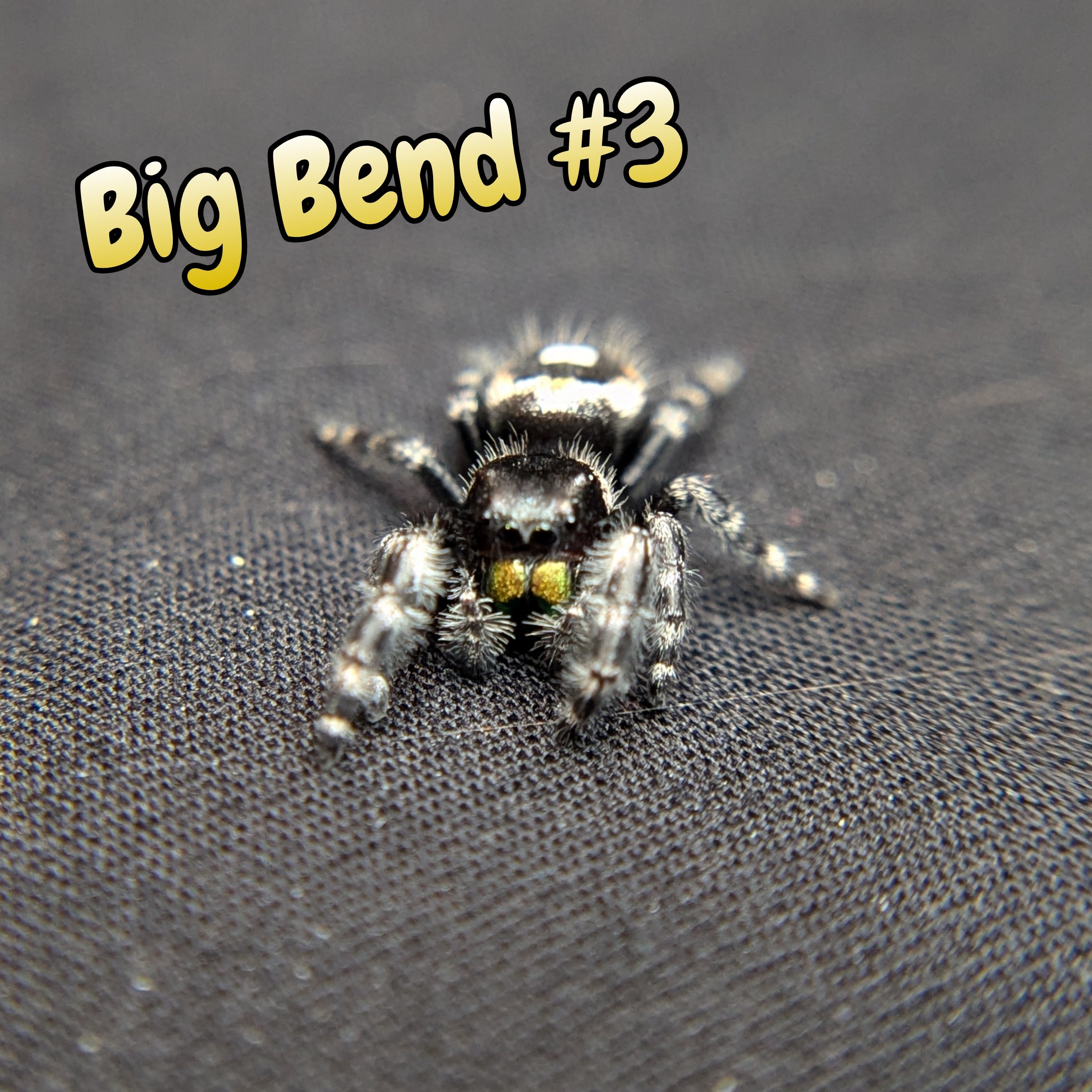 Audax Bryantae Jumping Spider (Big Bend) #3