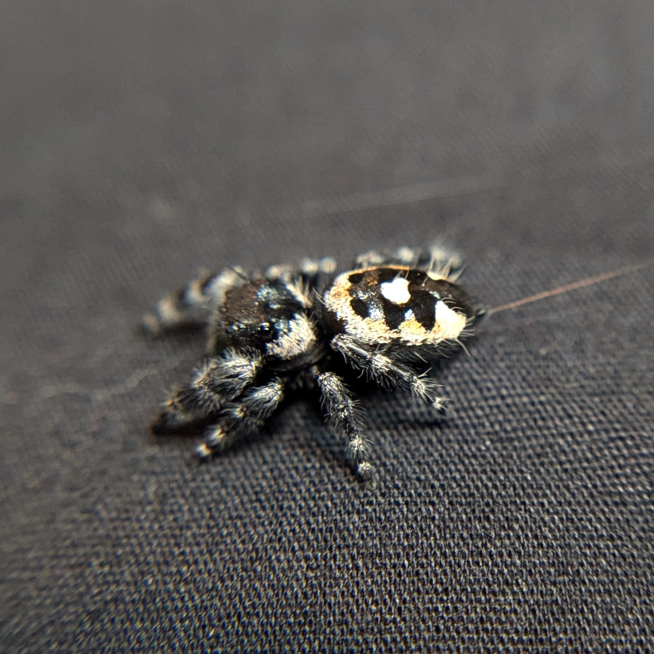 Audax Bryantae Jumping Spider (Big Bend) #3