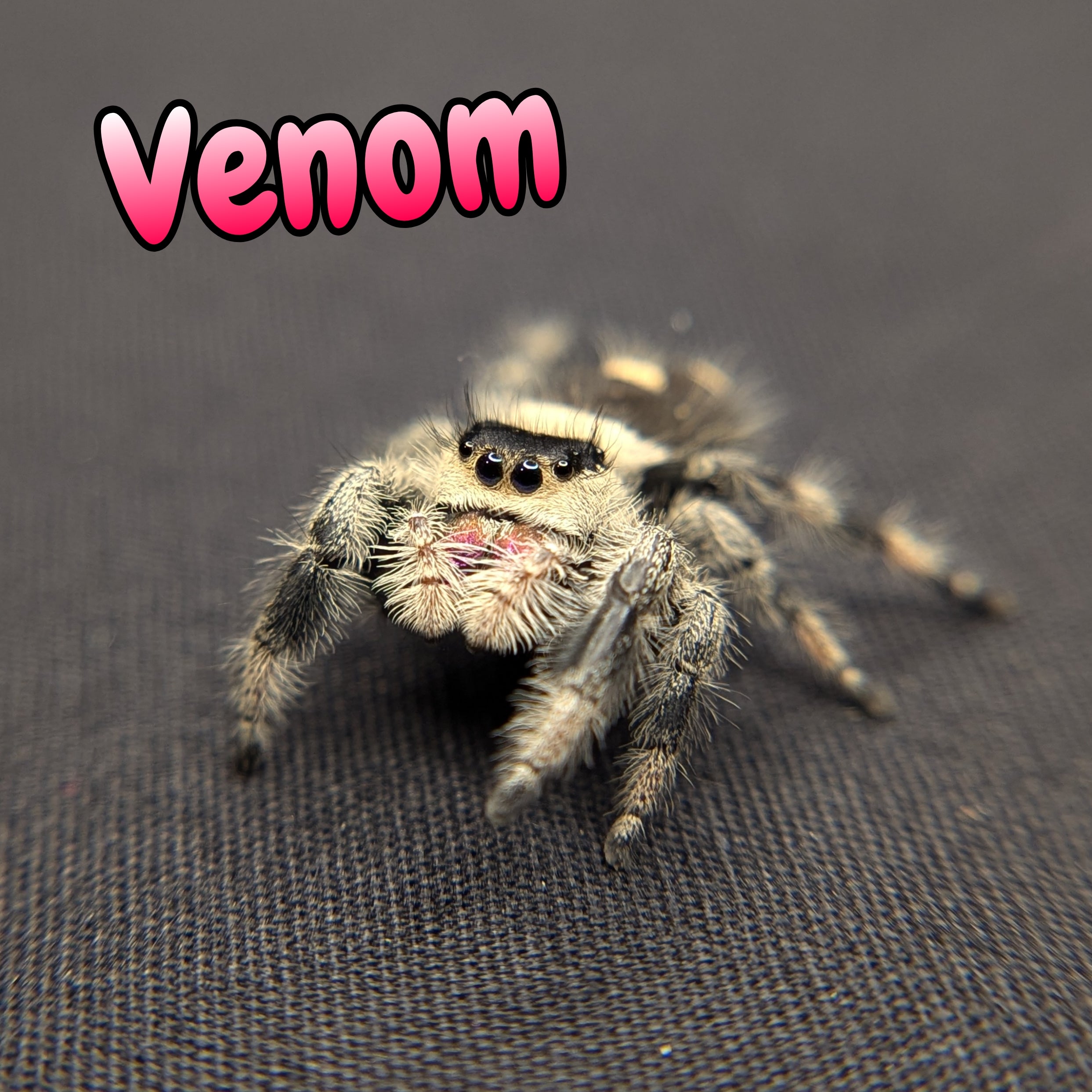 Regal Jumping Spider "Venom"