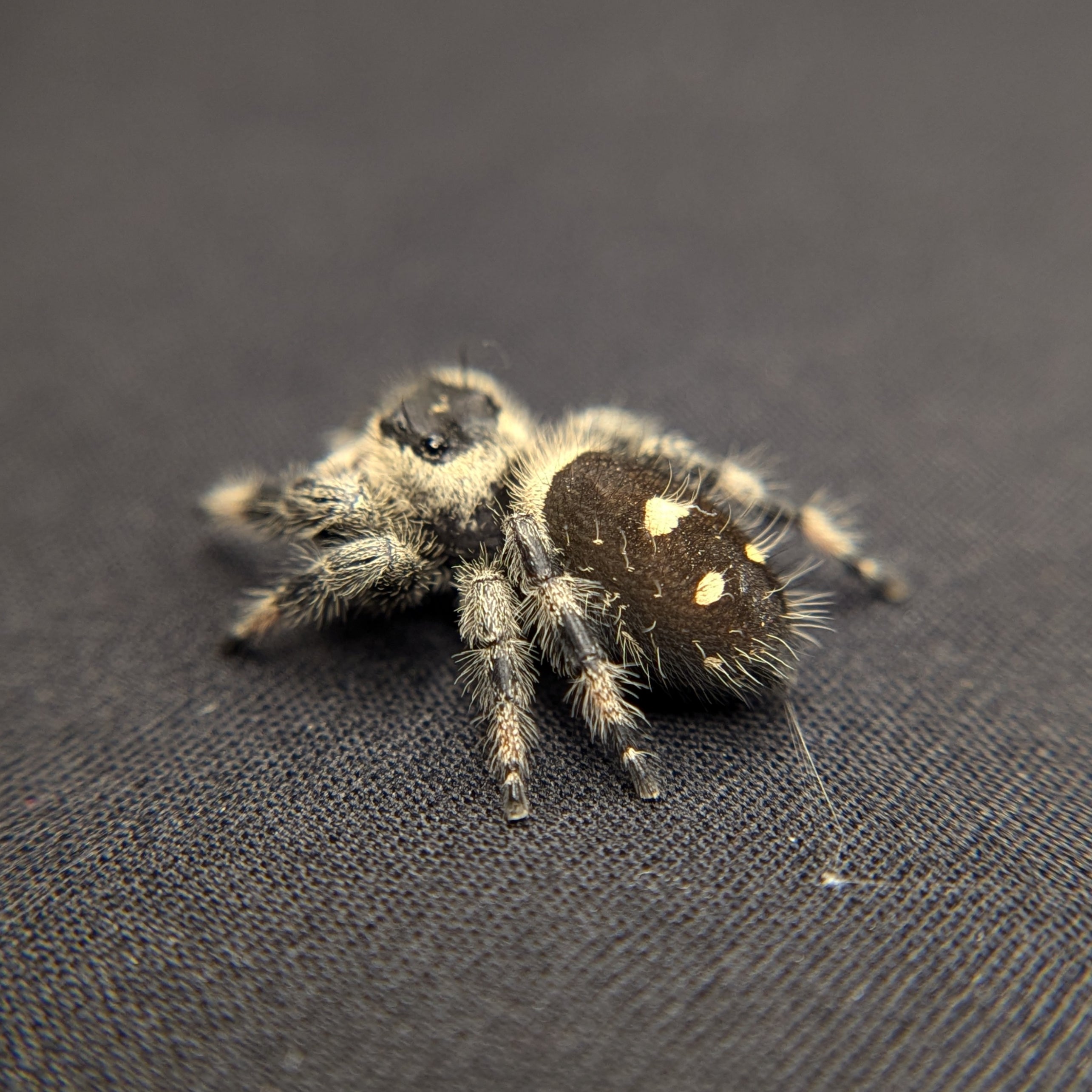 Regal Jumping Spider "Venom"