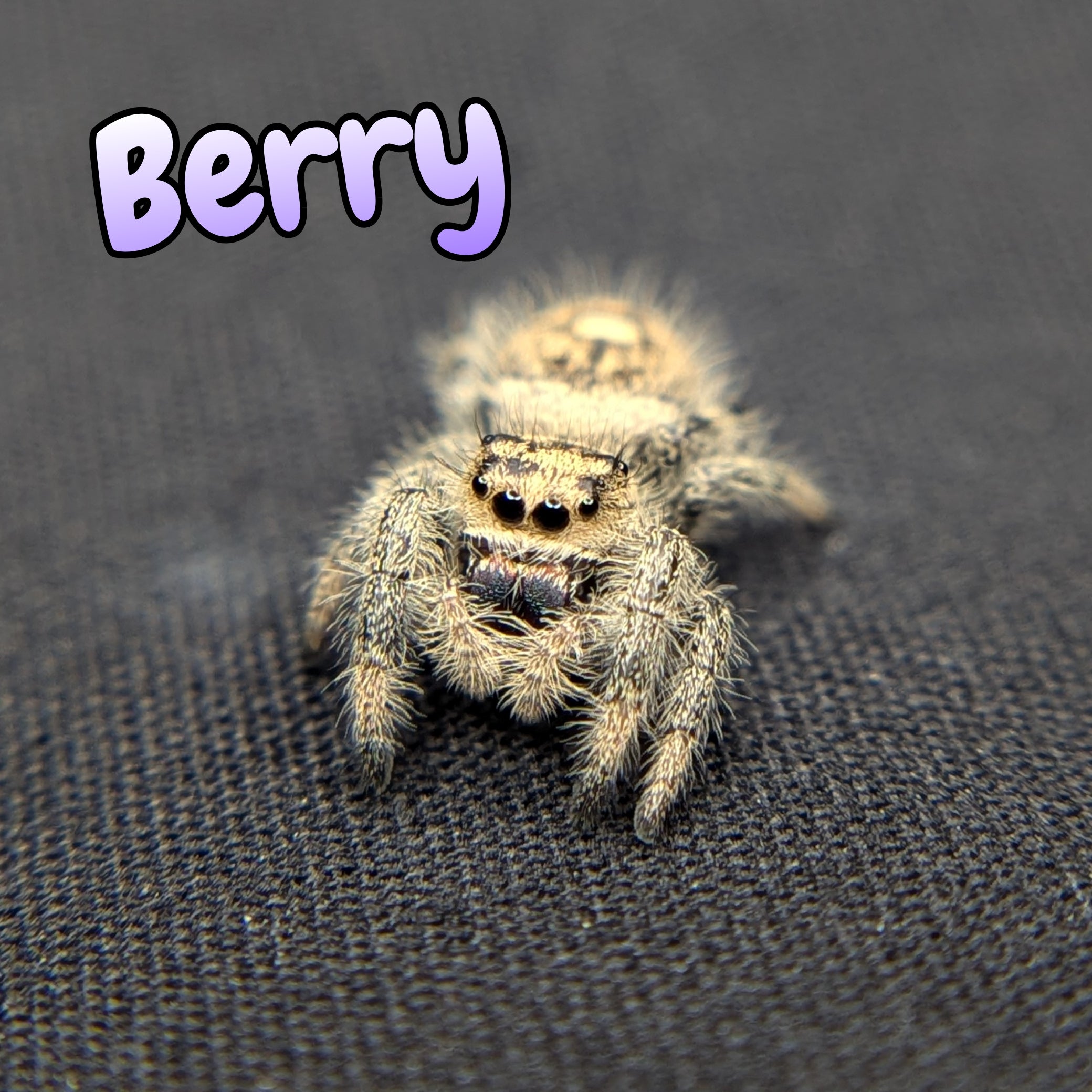 Regal Jumping Spider "Berry"