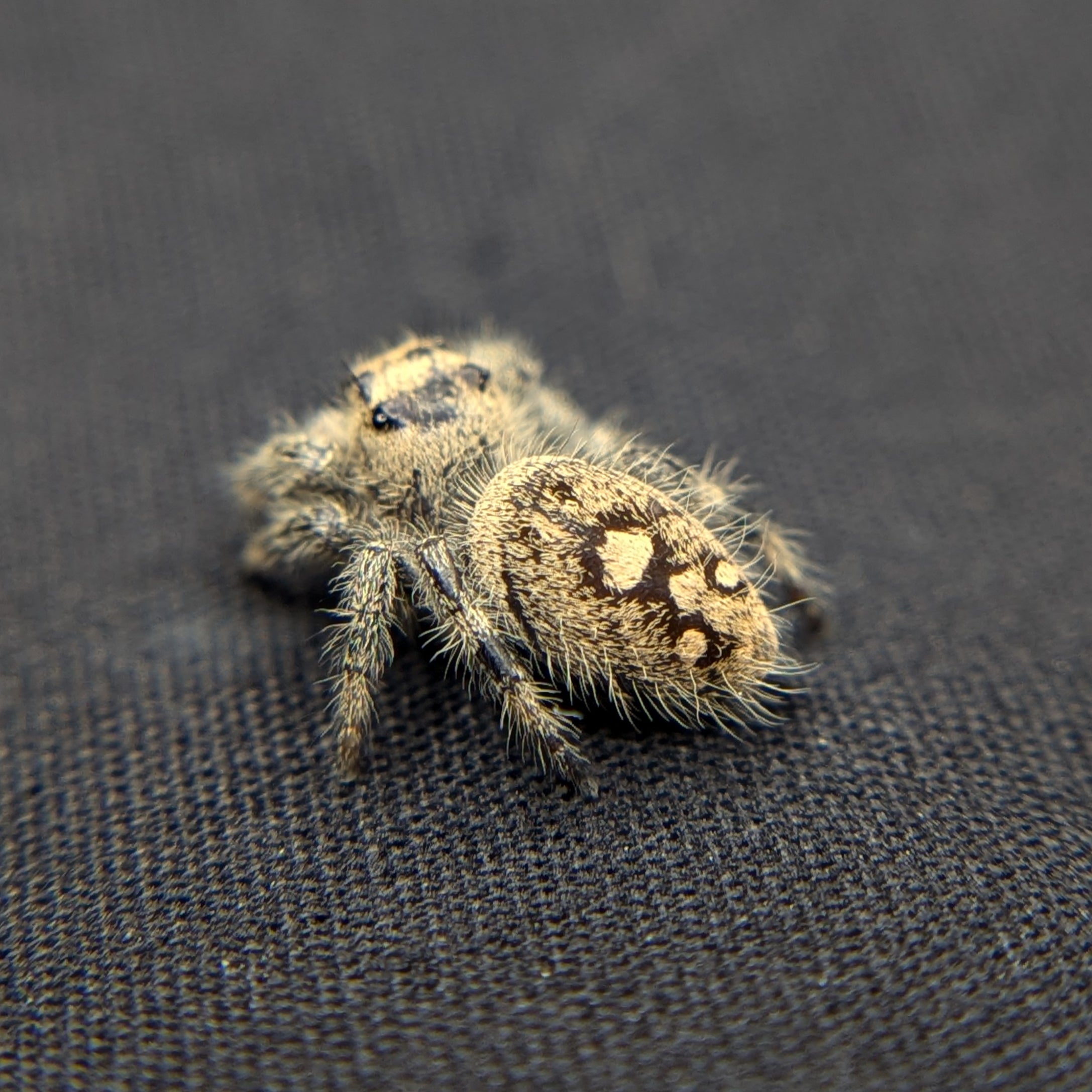 Regal Jumping Spider "Berry"