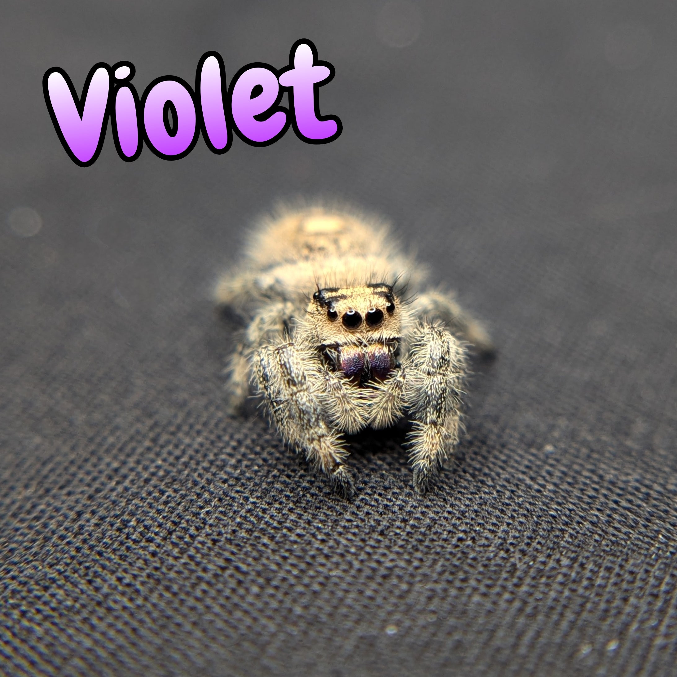 Regal Jumping Spider "Violet"