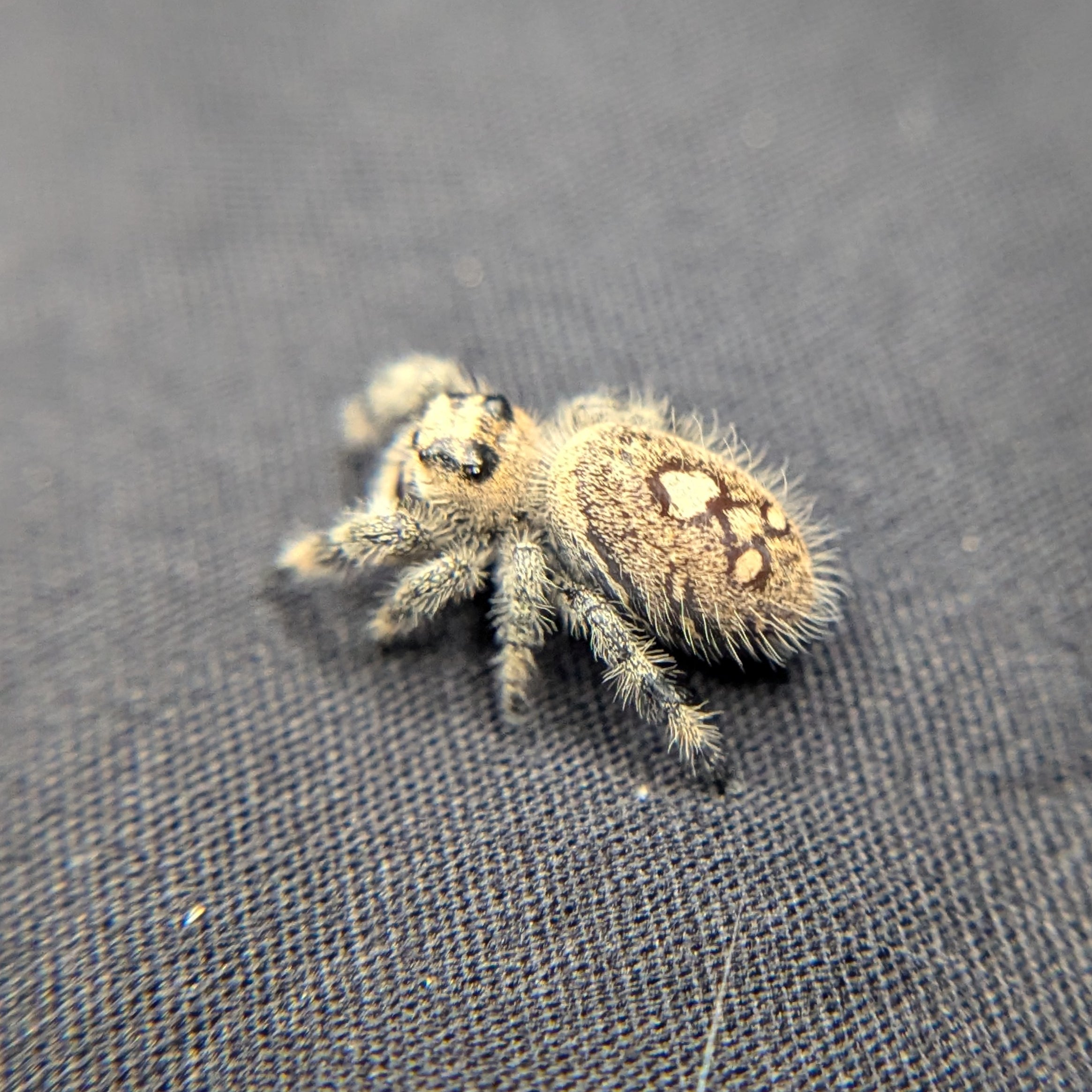 Regal Jumping Spider "Violet"