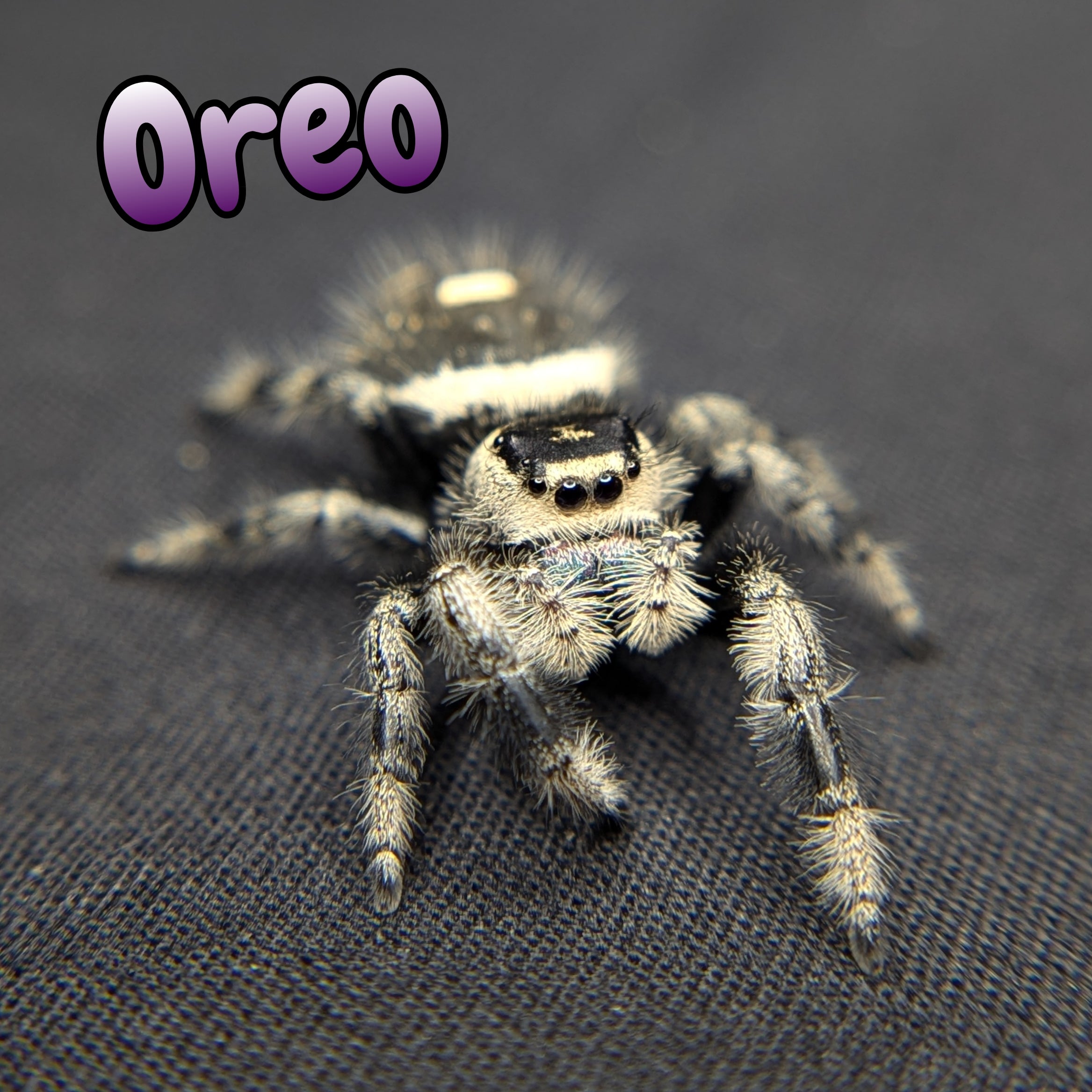 Regal Jumping Spider "Oreo"