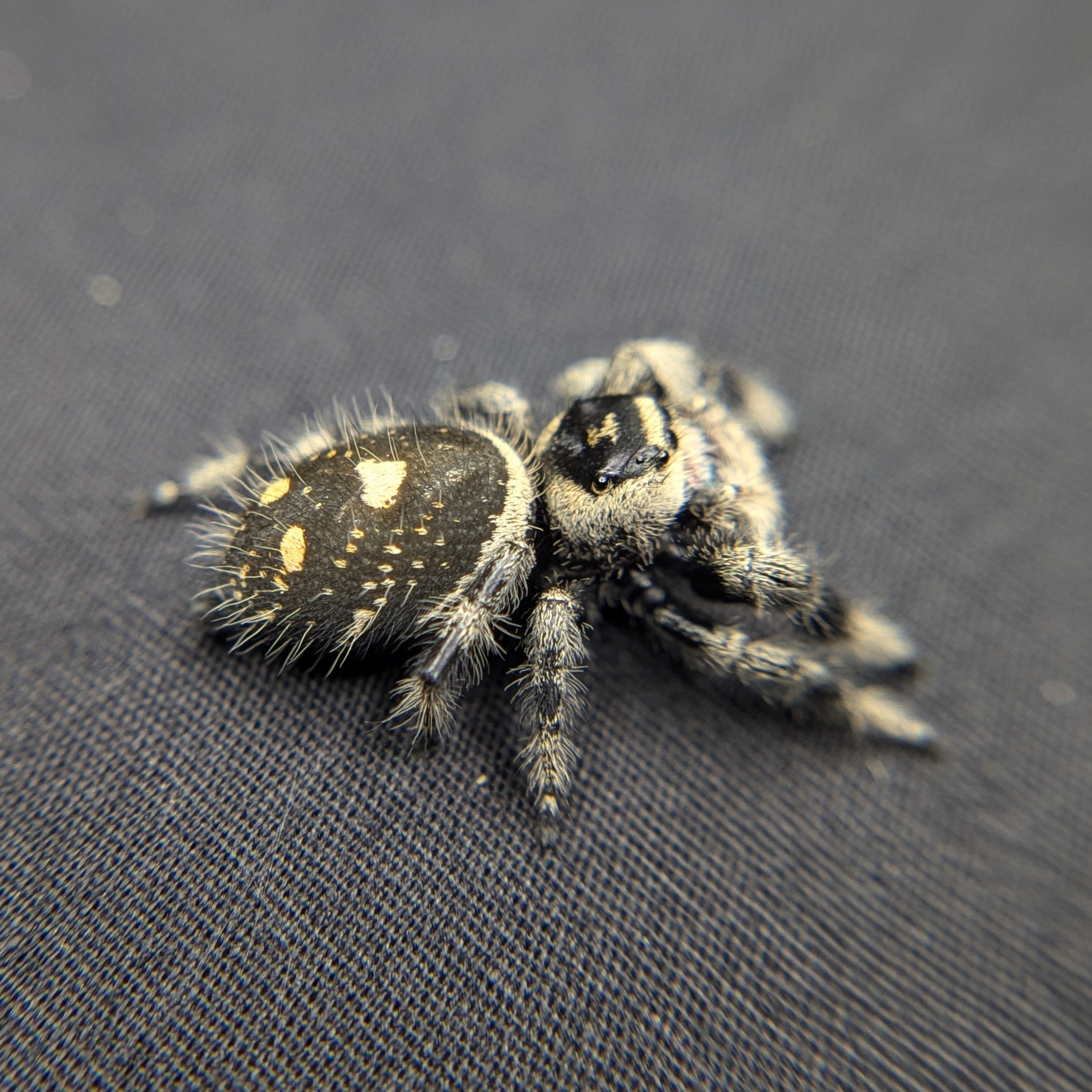 Regal Jumping Spider "Oreo"