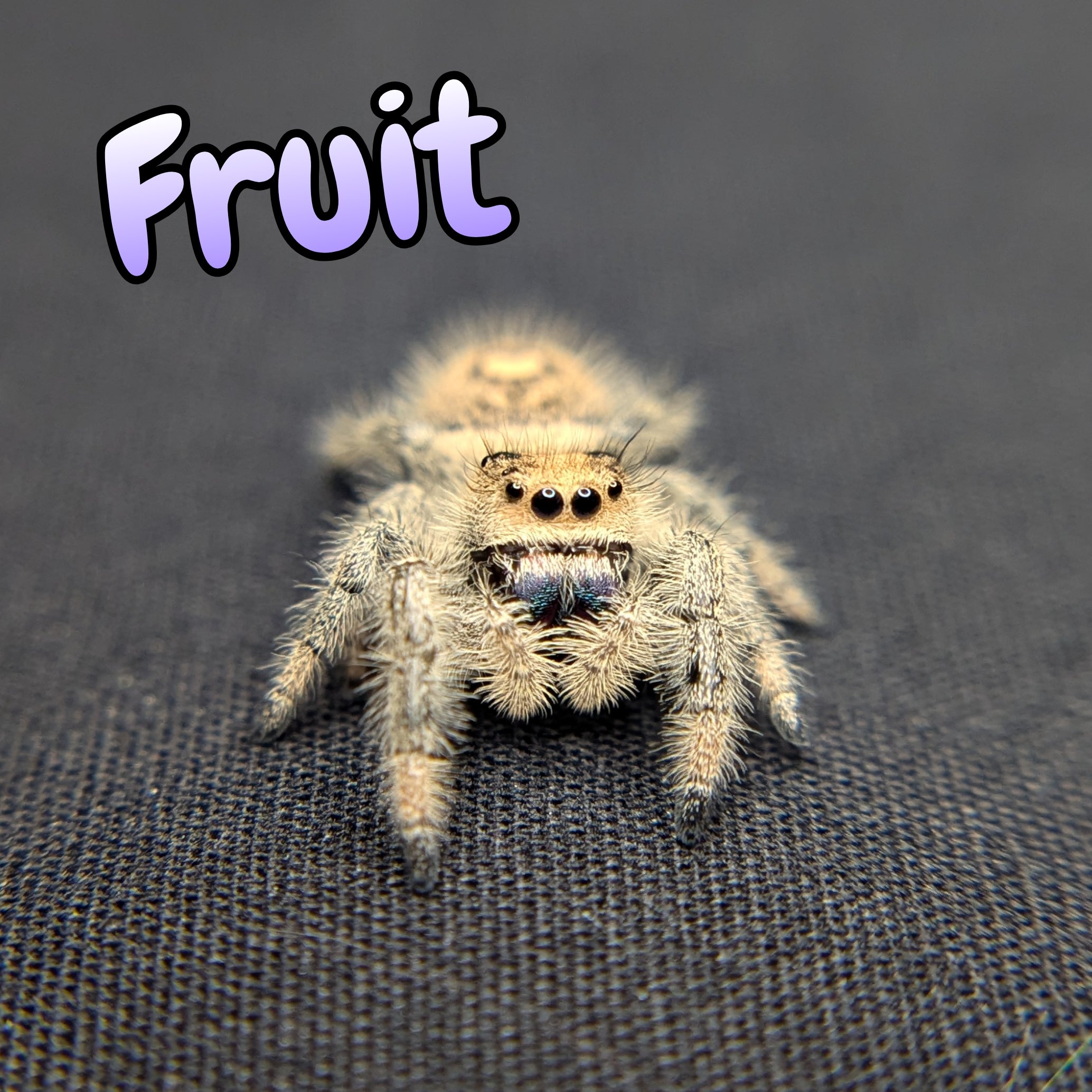 Regal Jumping Spider "Fruit"