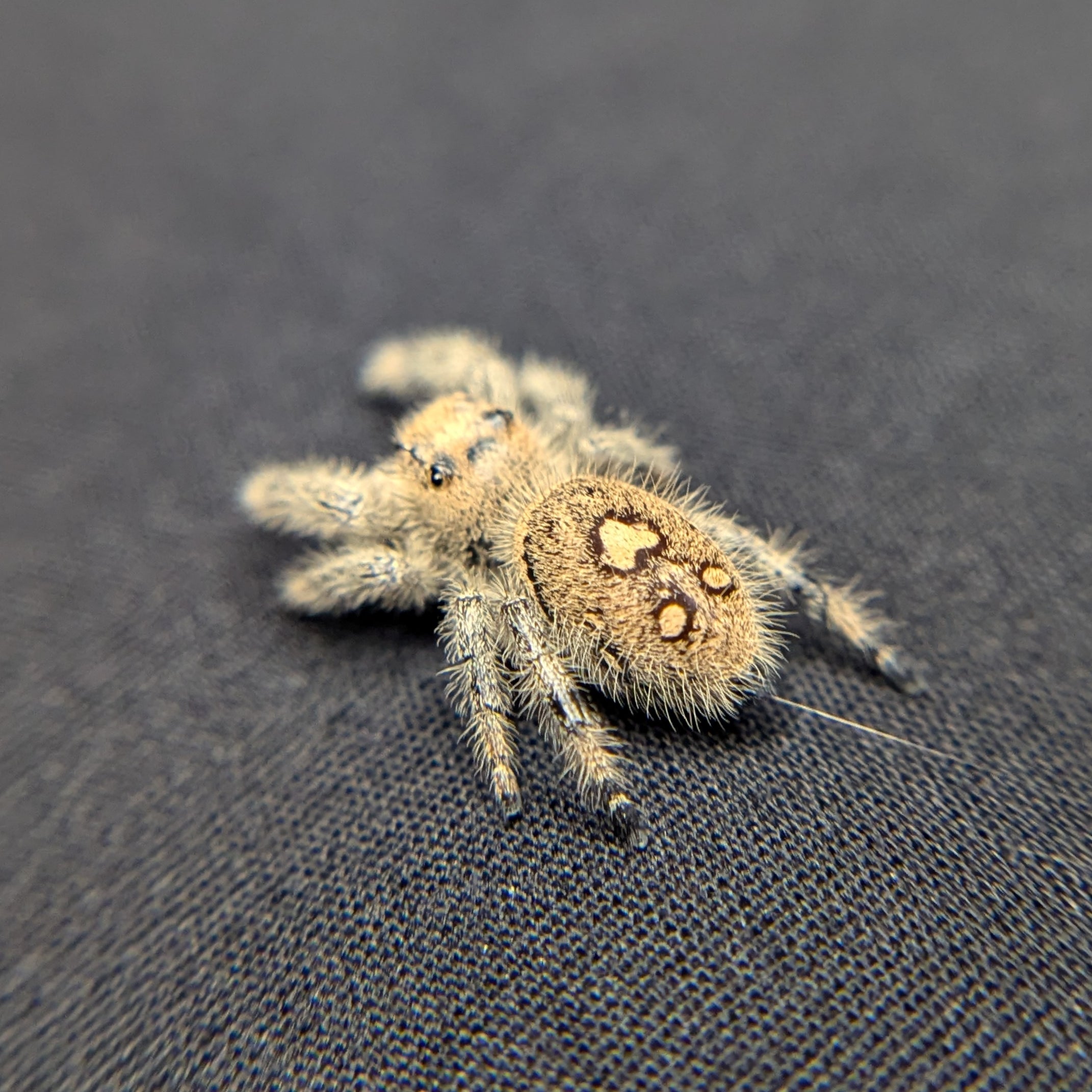 Regal Jumping Spider "Fruit"