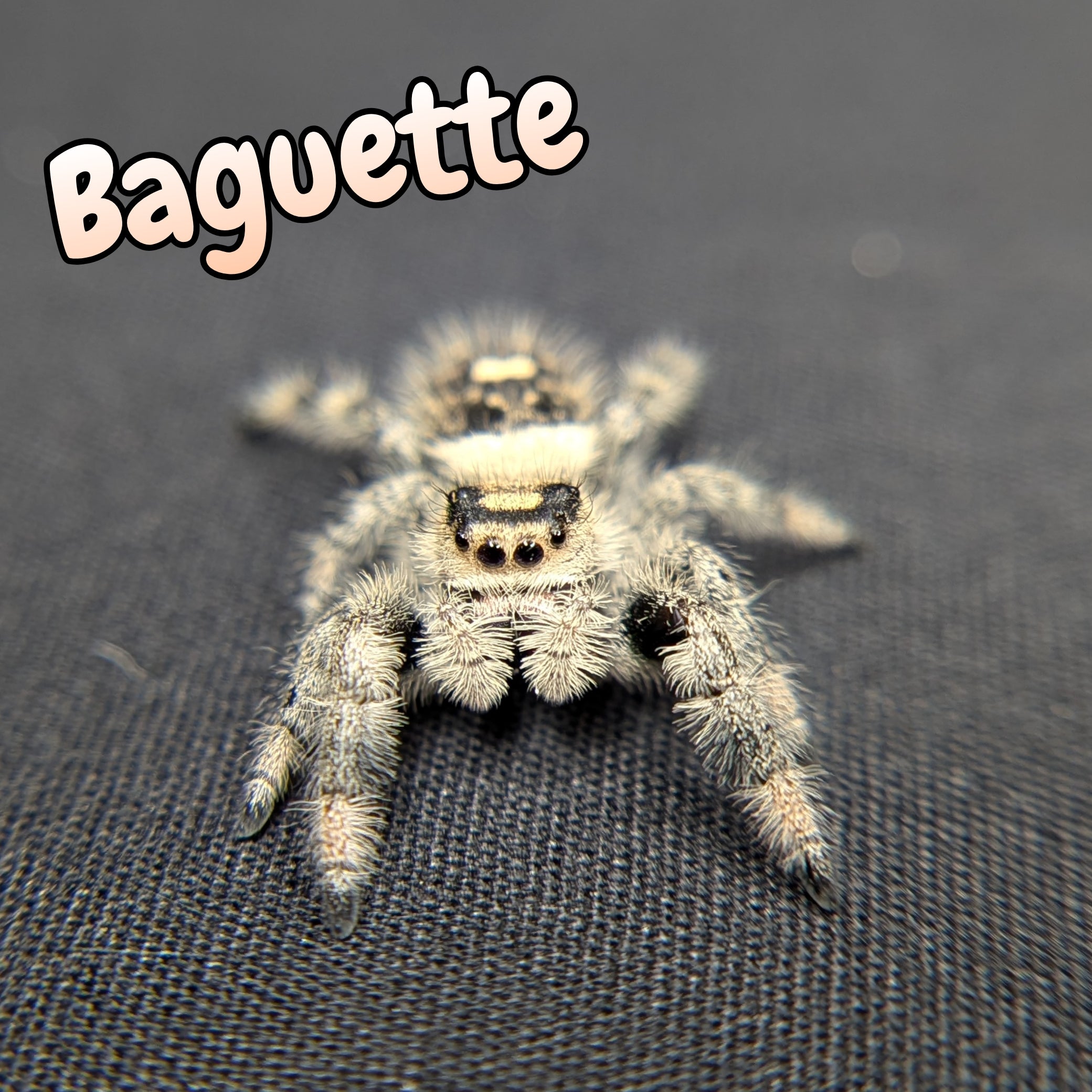 Regal Jumping Spider "Baguette"