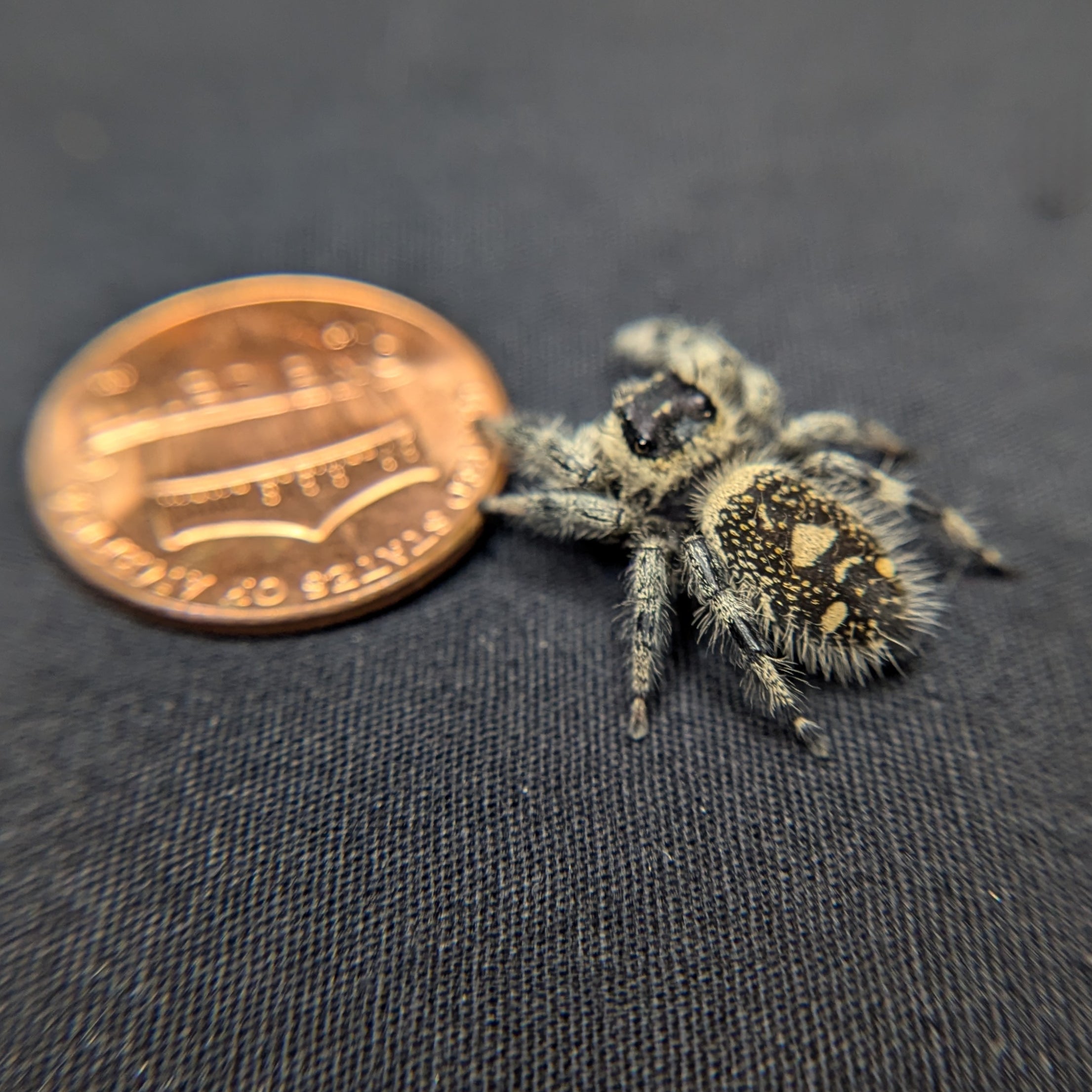 Regal Jumping Spider "Magenta"