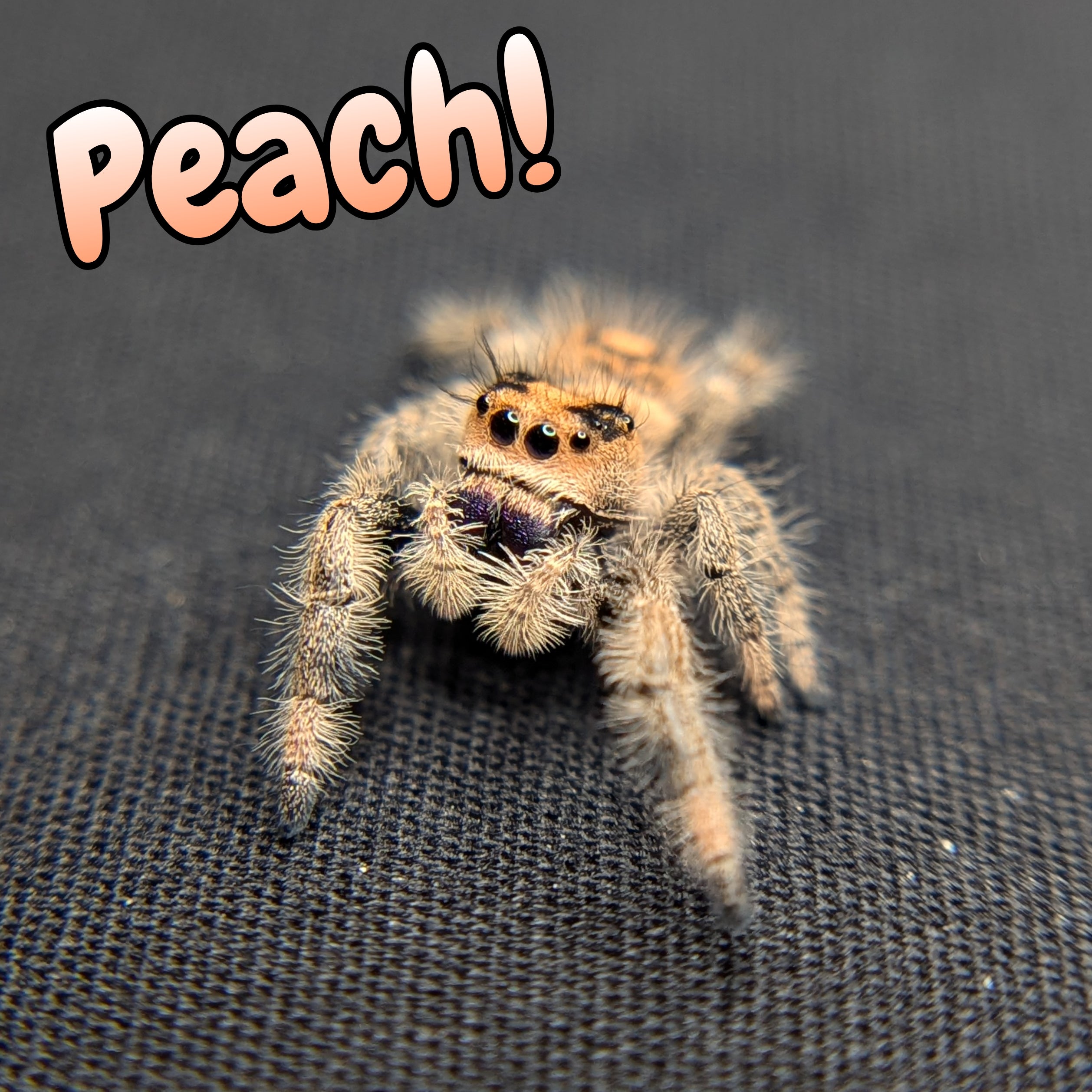 Regal Jumping Spider "Peach"