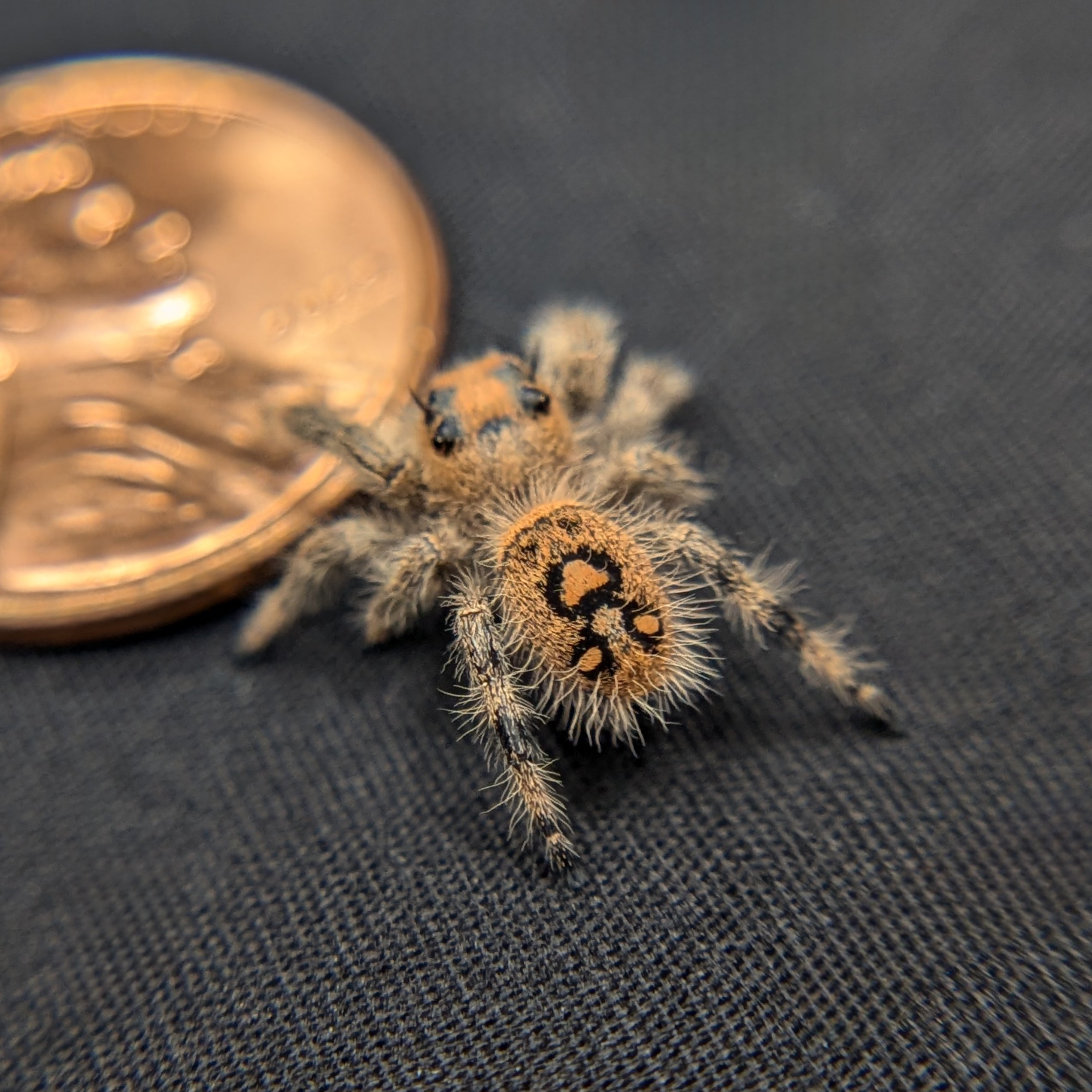 Regal Jumping Spider "Peach"