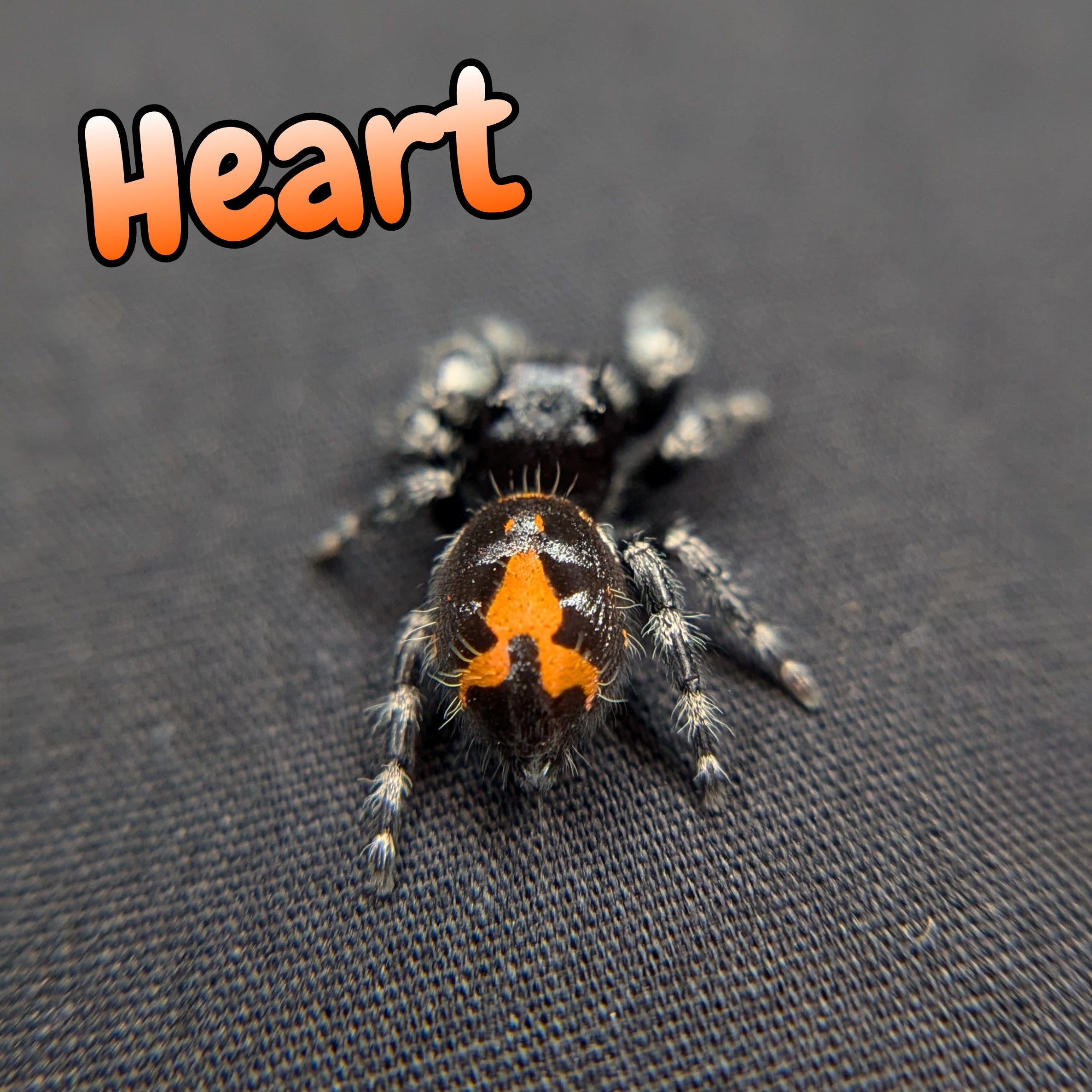 Heart Jumping Spider for Sale