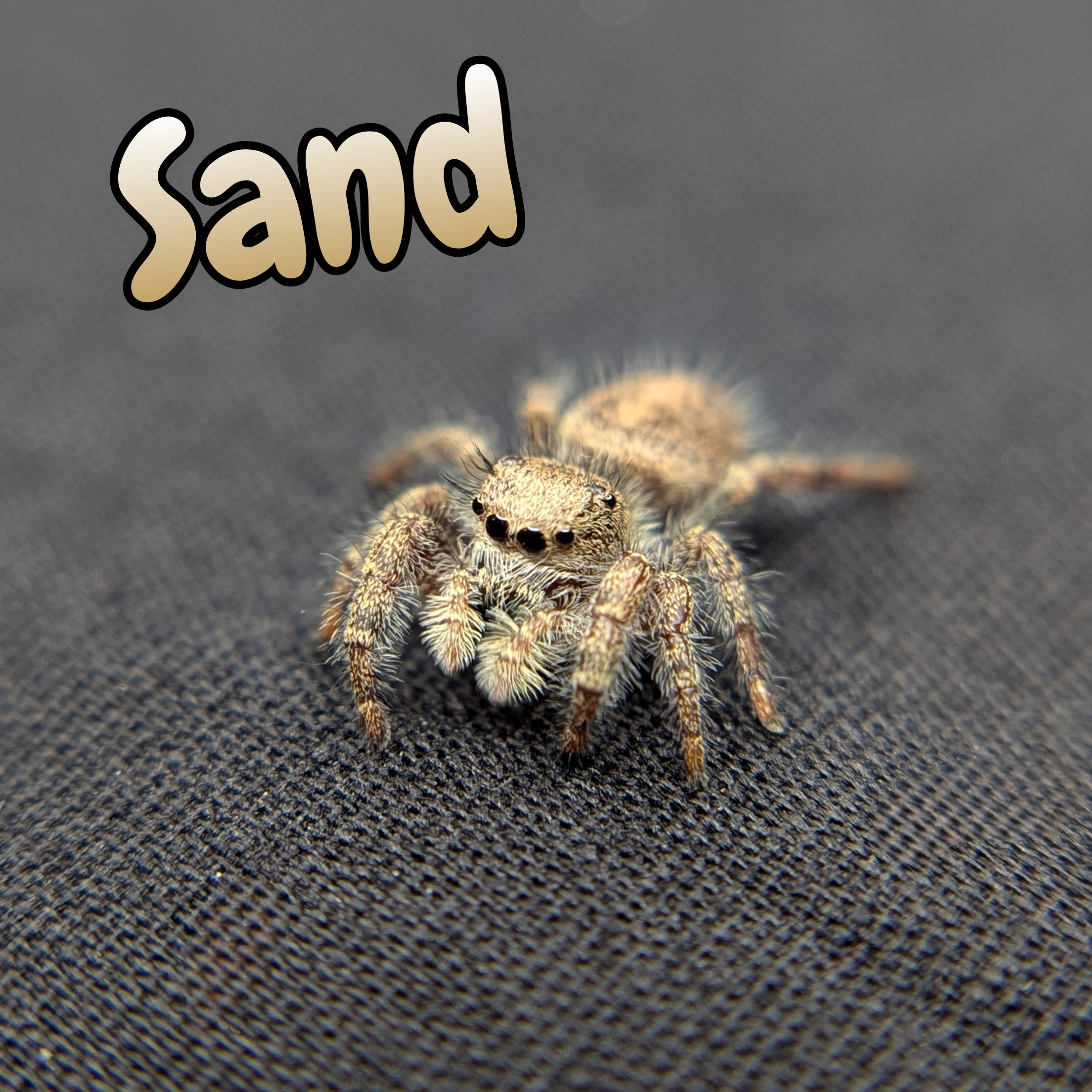 Habronattus sp. jumping spider for sale