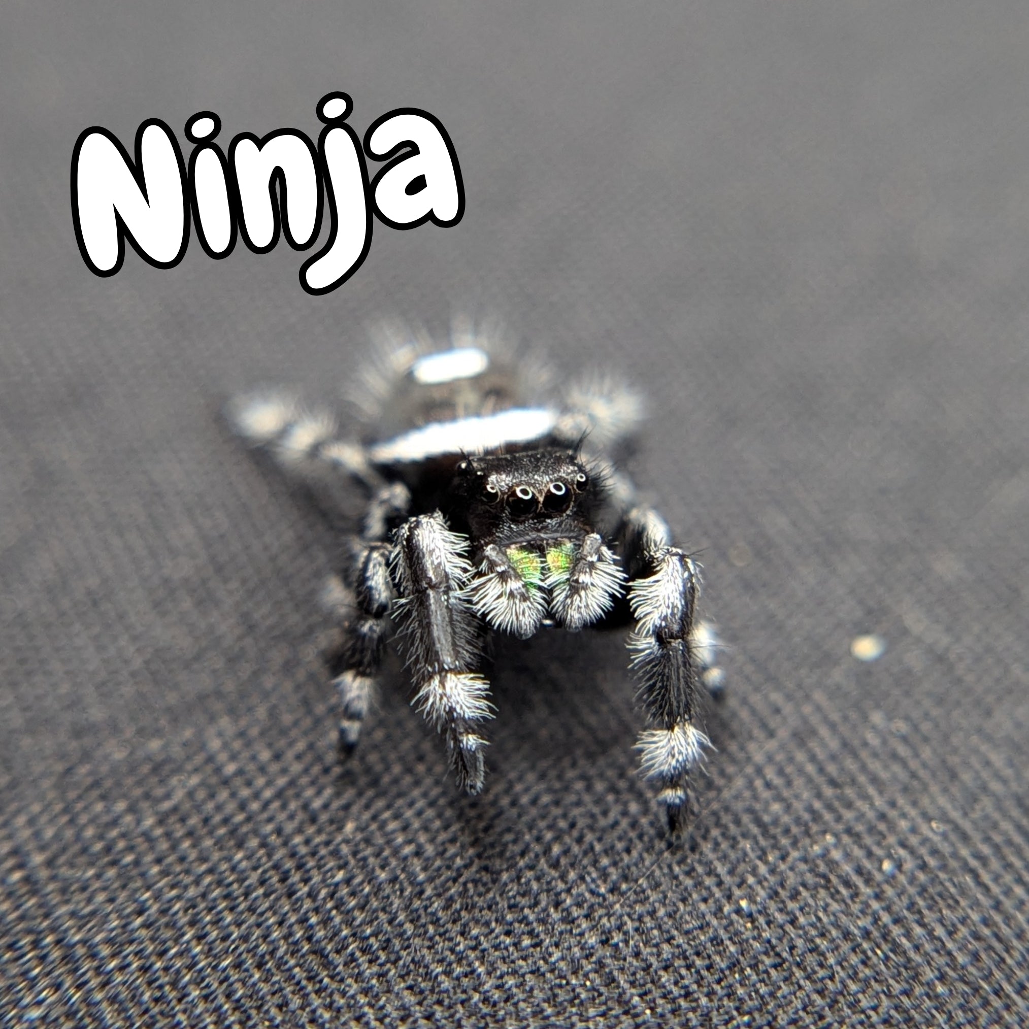 Ninja The Regal Jumping Spider For Sale