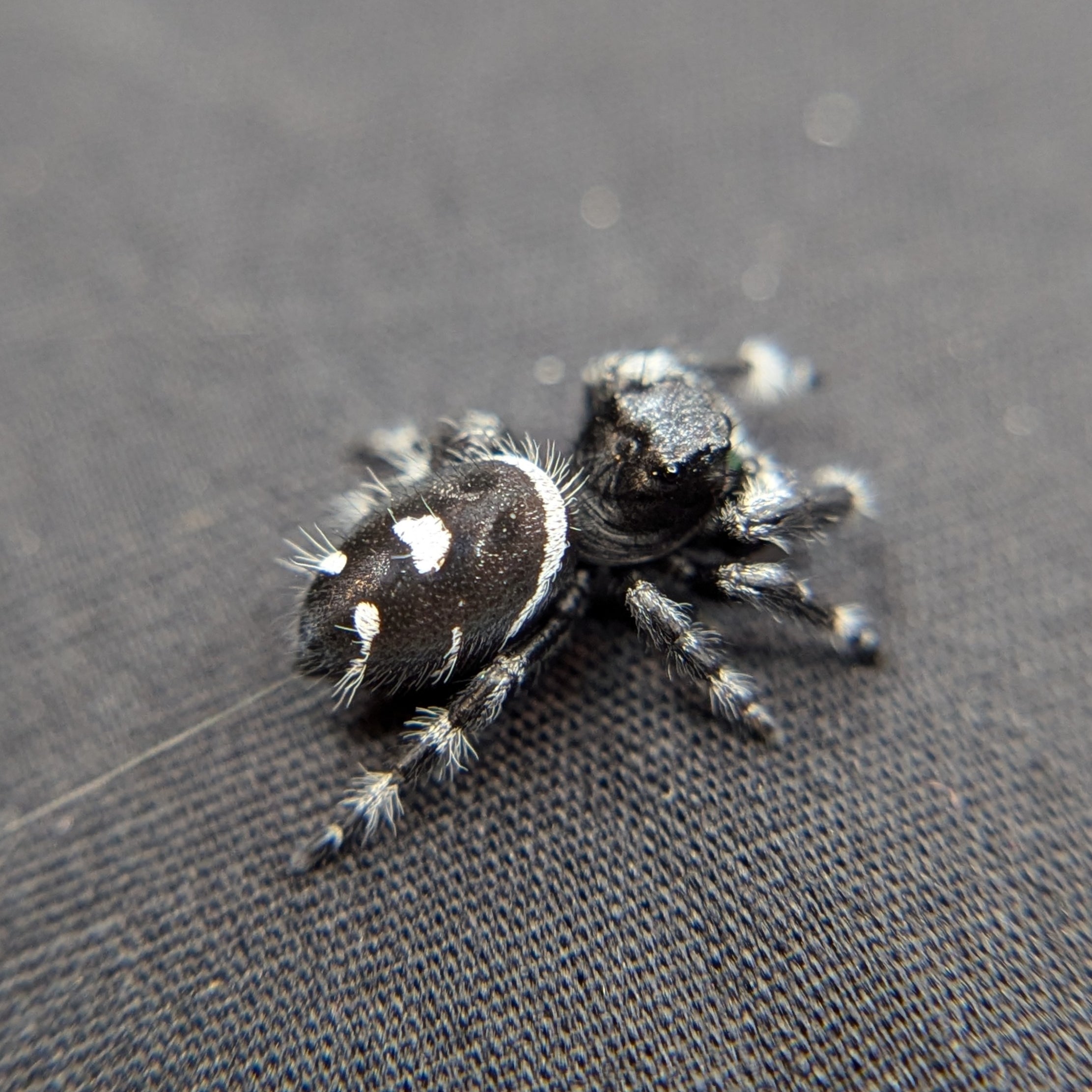 Regal Jumping Spider "Ninja"