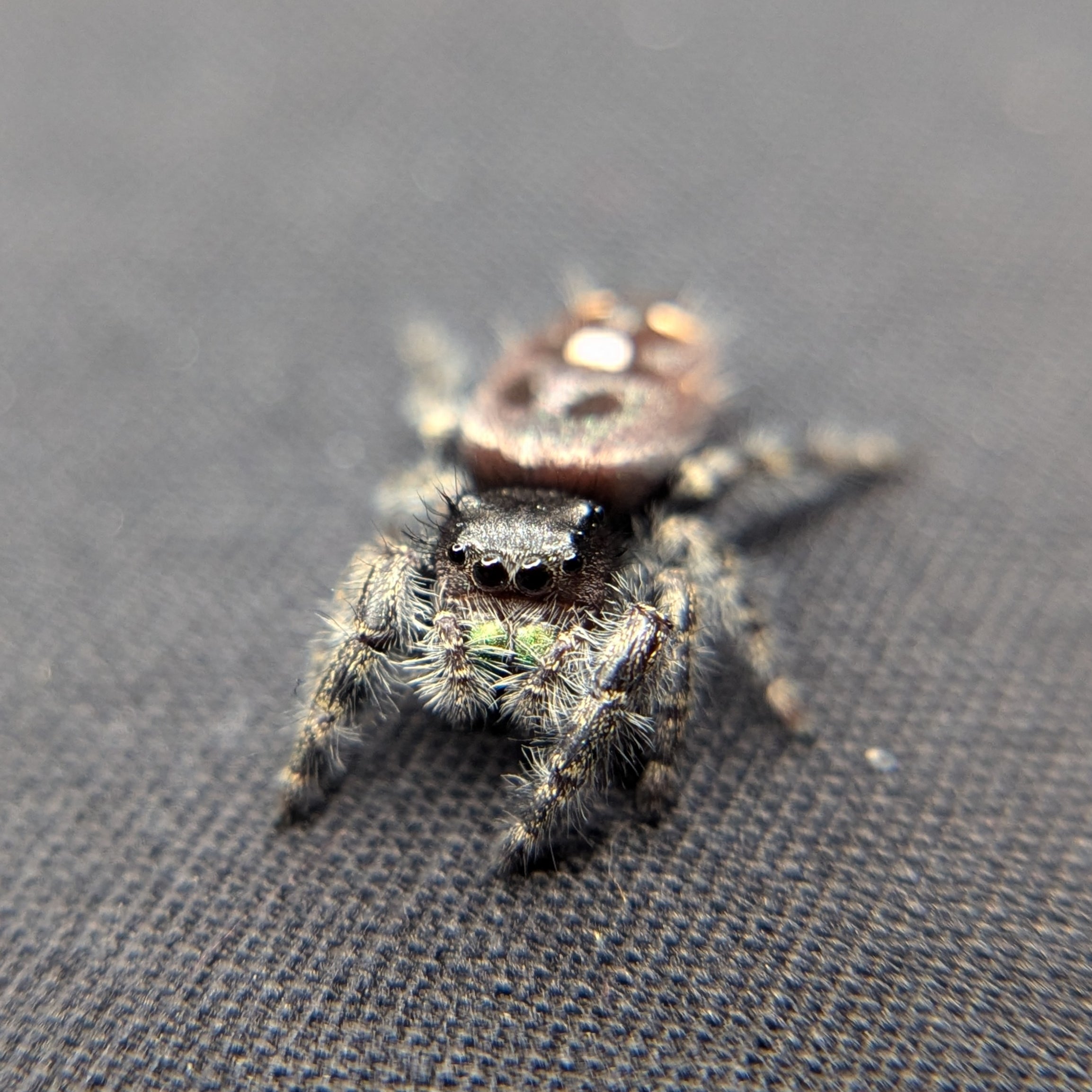 Regal Jumping Spider "Chocolate"