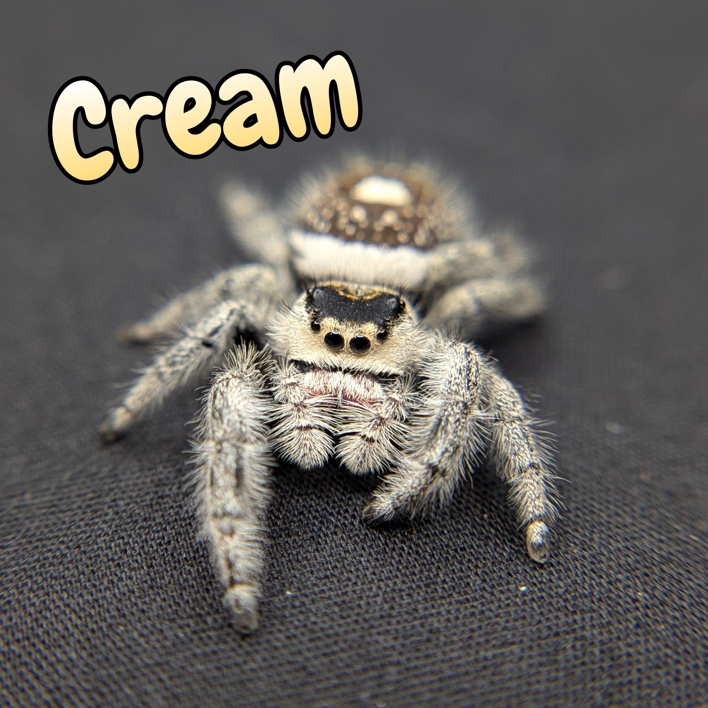 Cream Jumping Spider for sale 