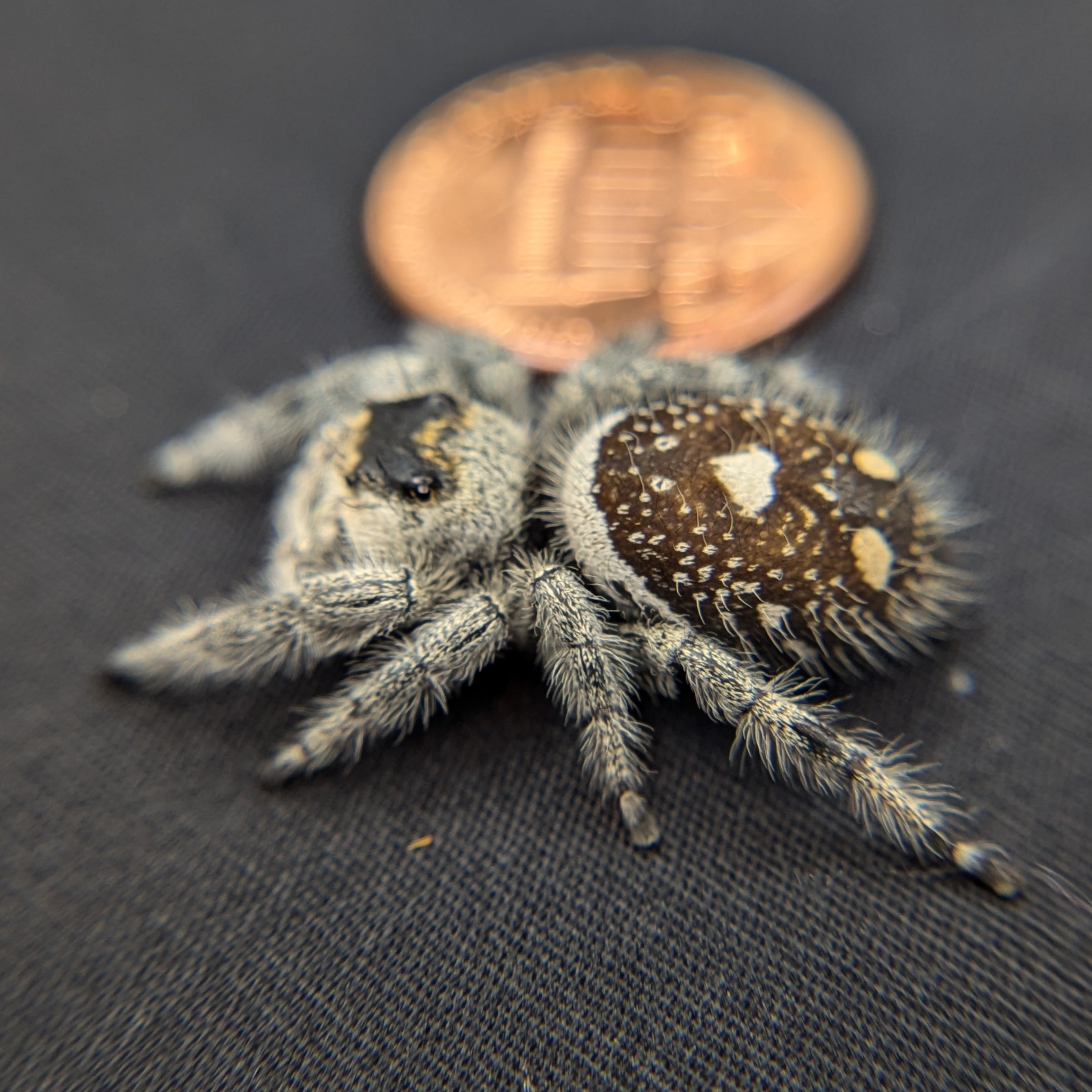 (Adult) Regal Jumping Spider "Cream"