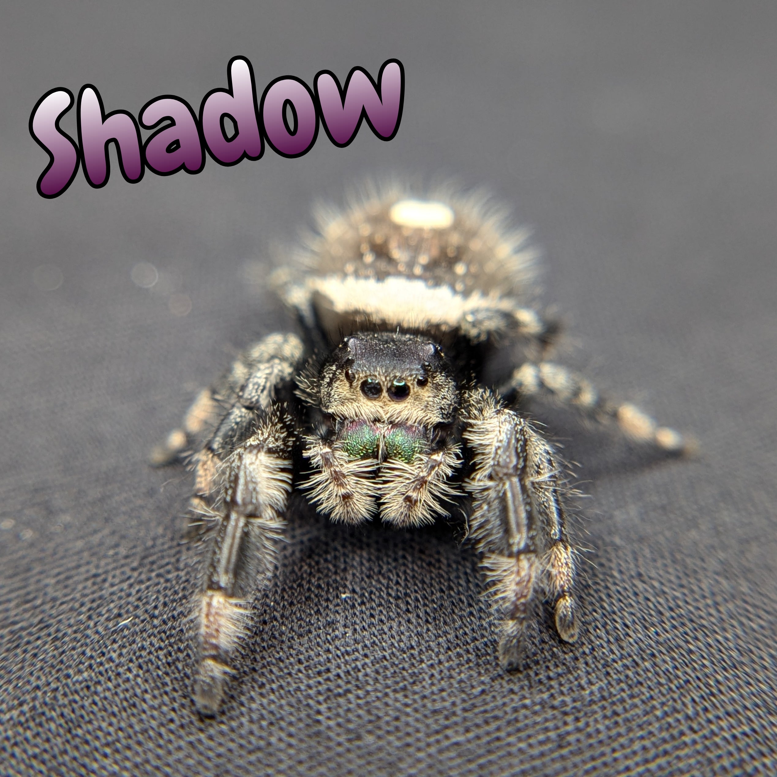 Shadow Jumping Spider for sale 