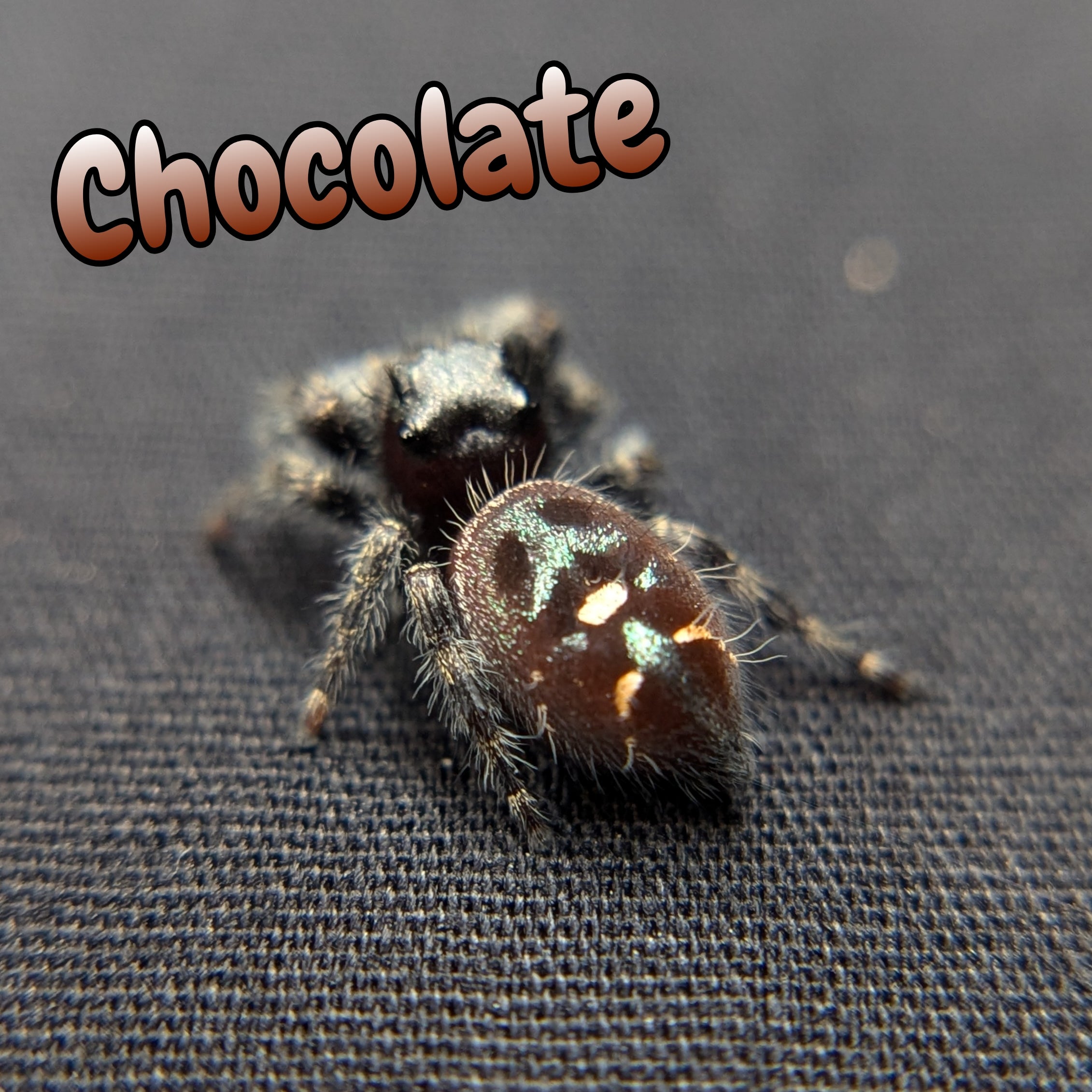 Regal Jumping Spider "Chocolate"