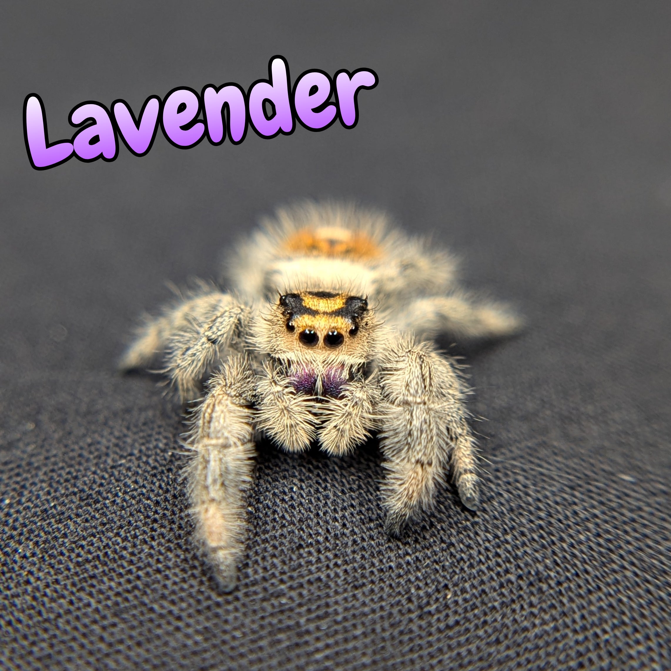 Lavender Jumping Spider for Sale