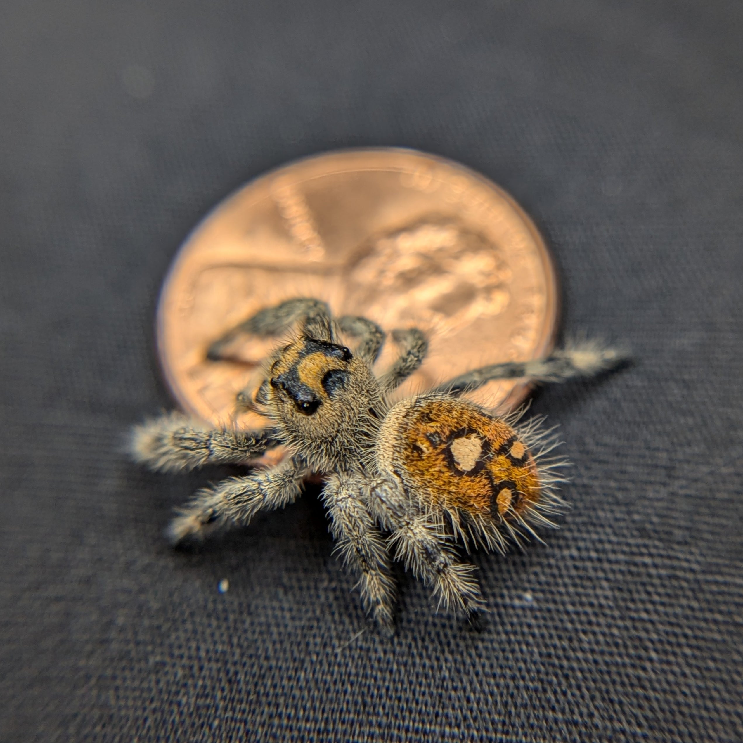 Regal Jumping Spider "Lavender"