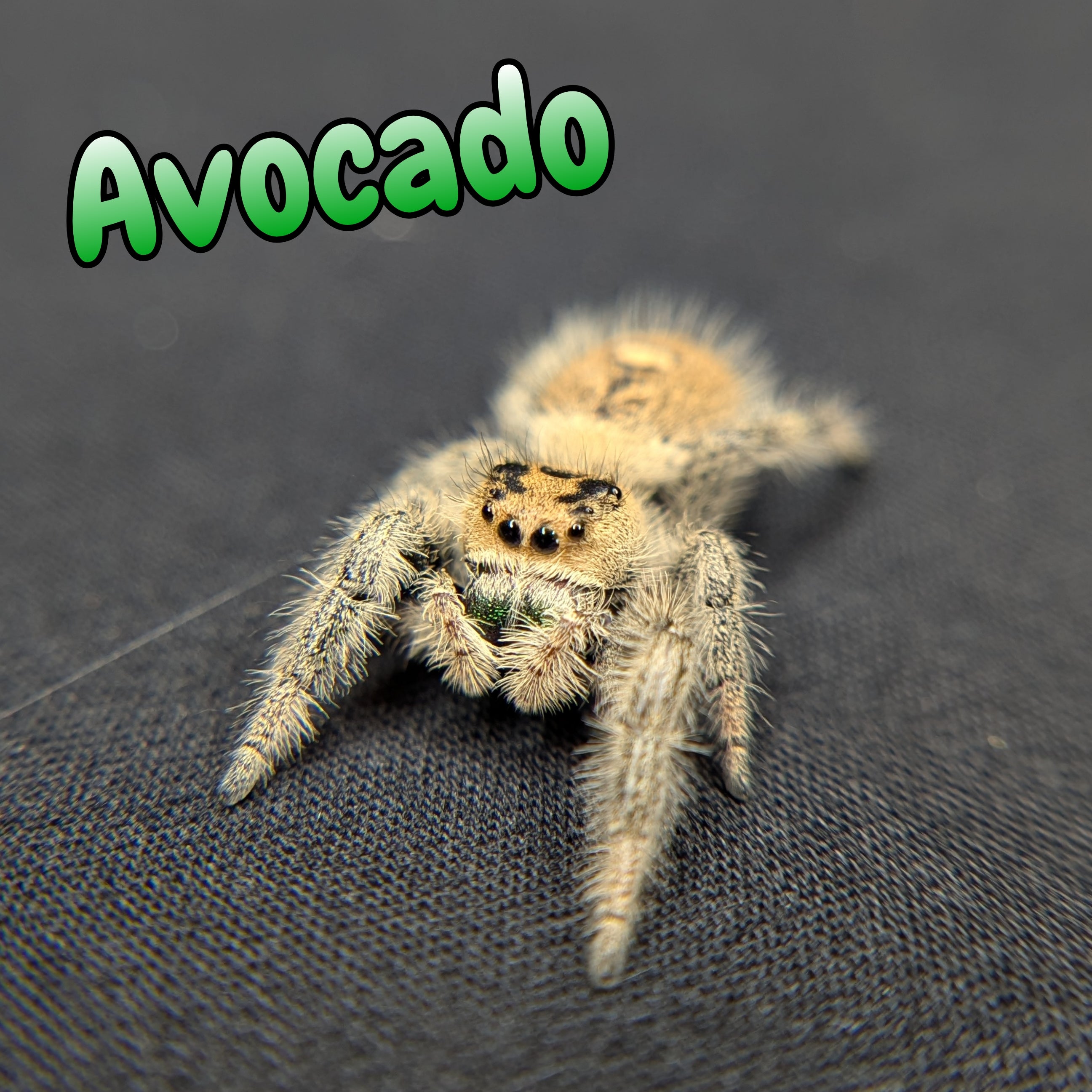 Regal Jumping Spider "Avocado"