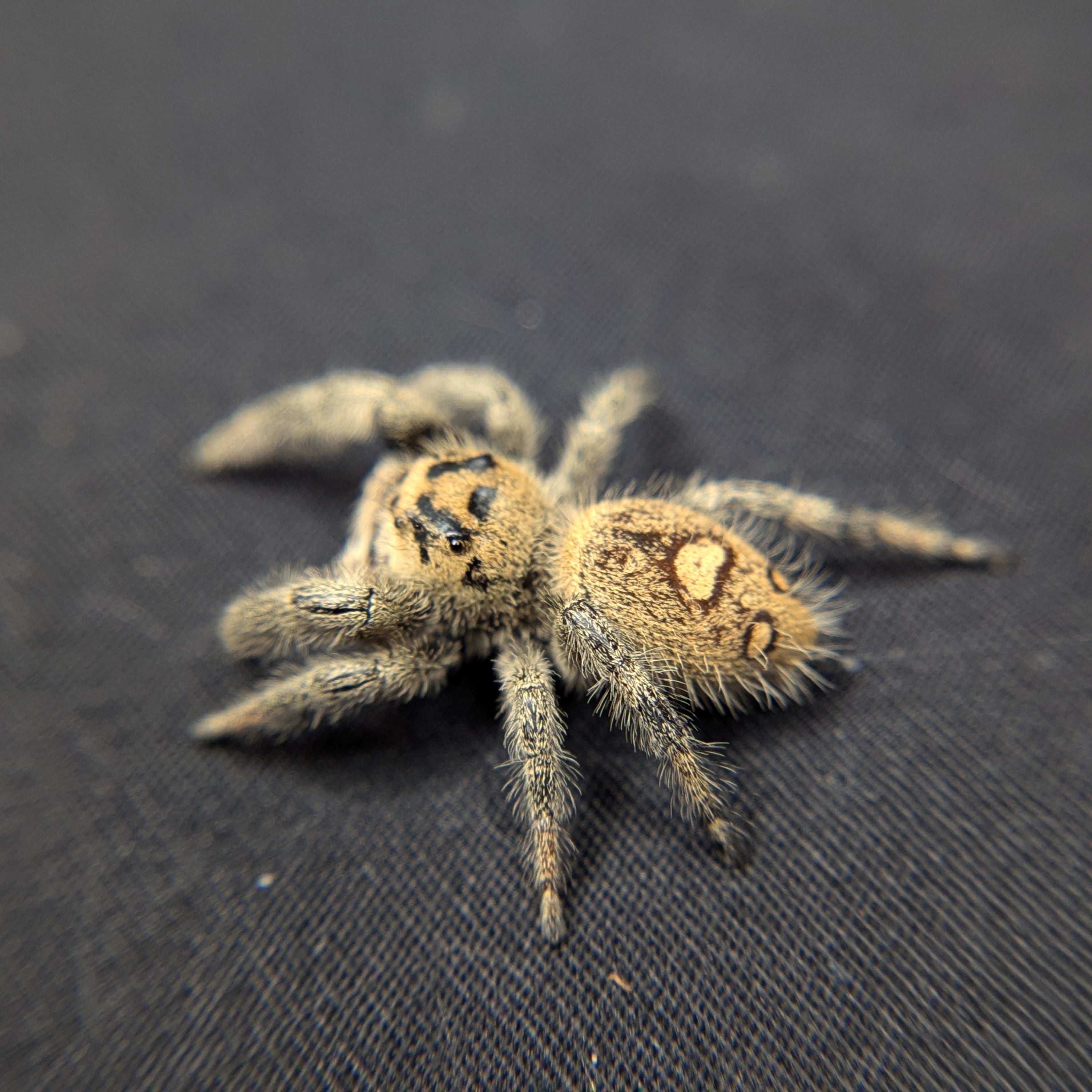 Regal Jumping Spider "Pistachio"