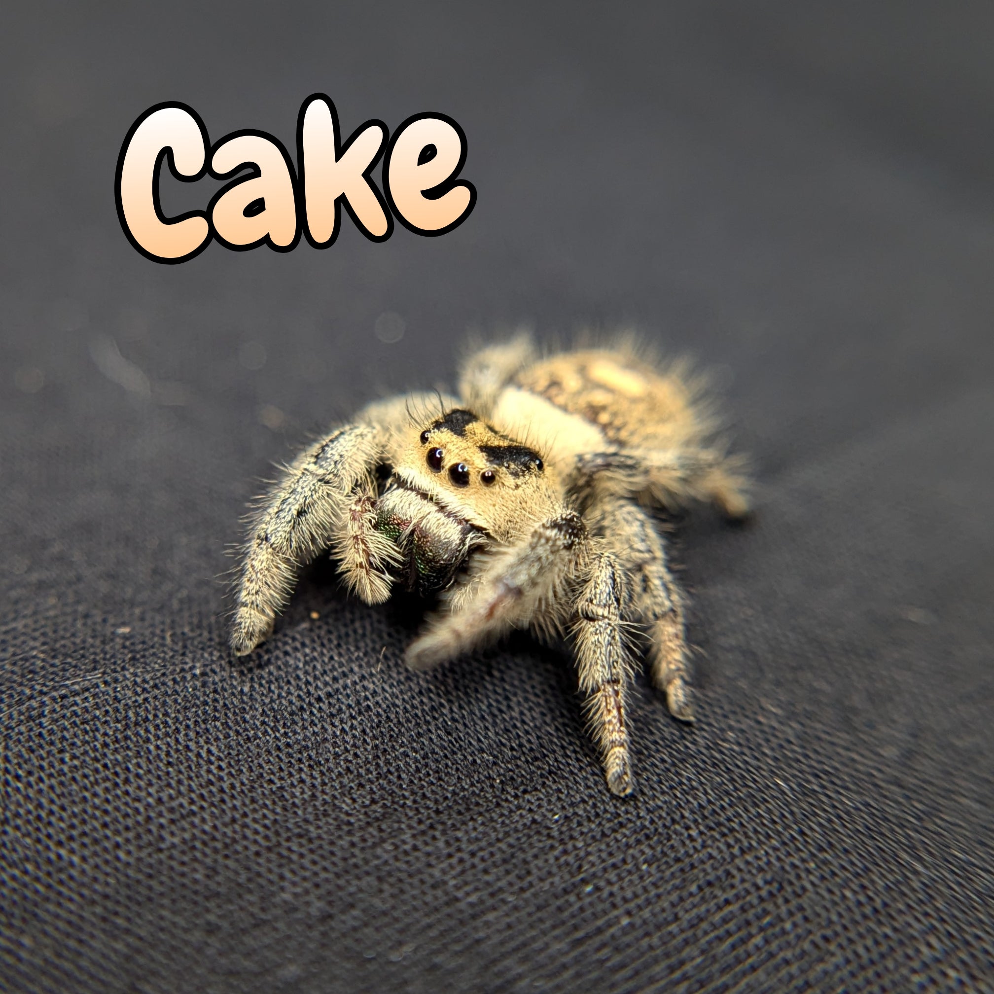 Jumping Spider for Sale 