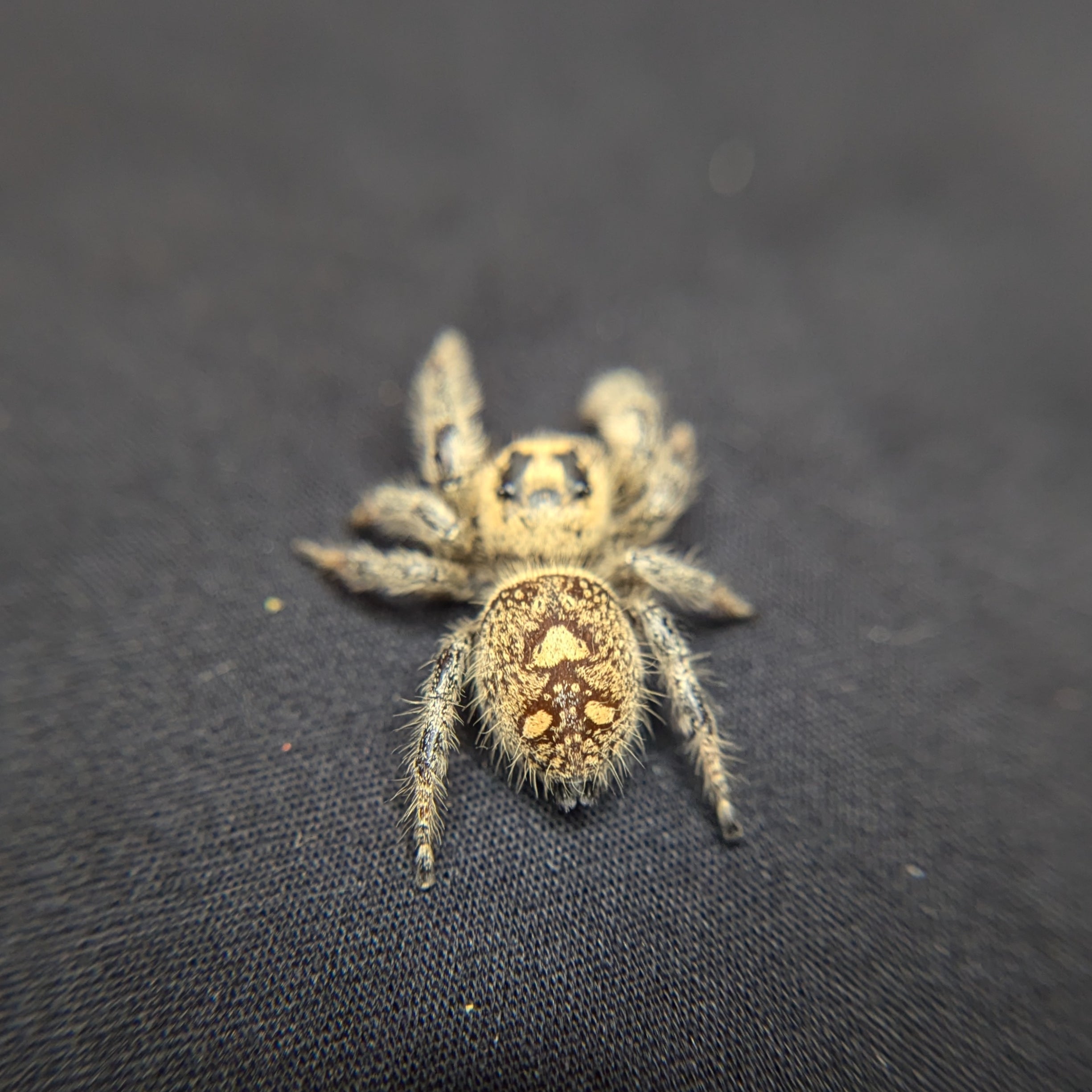 Regal Jumping Spider "Cake"