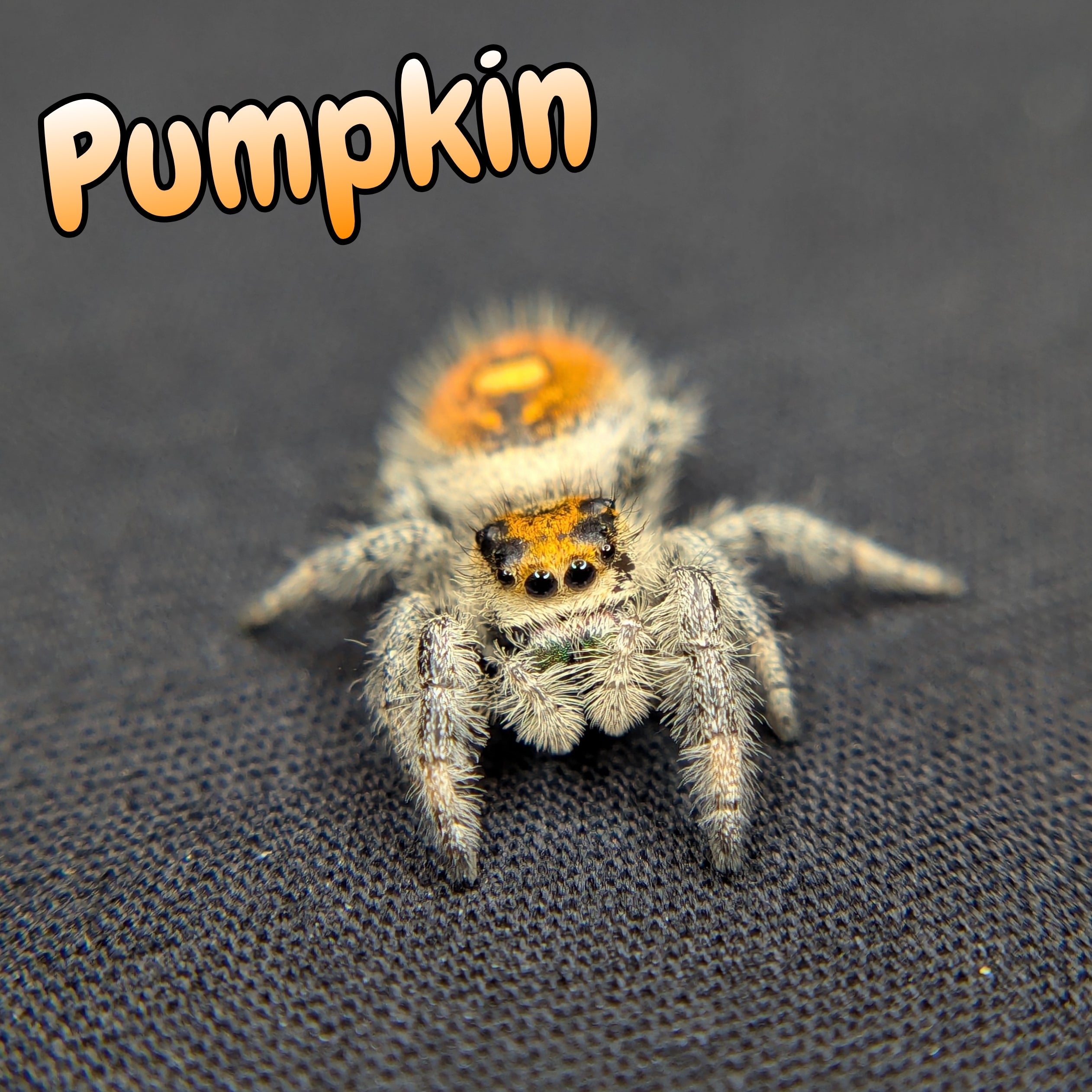 Pumpkin Jumping Spider for sale 