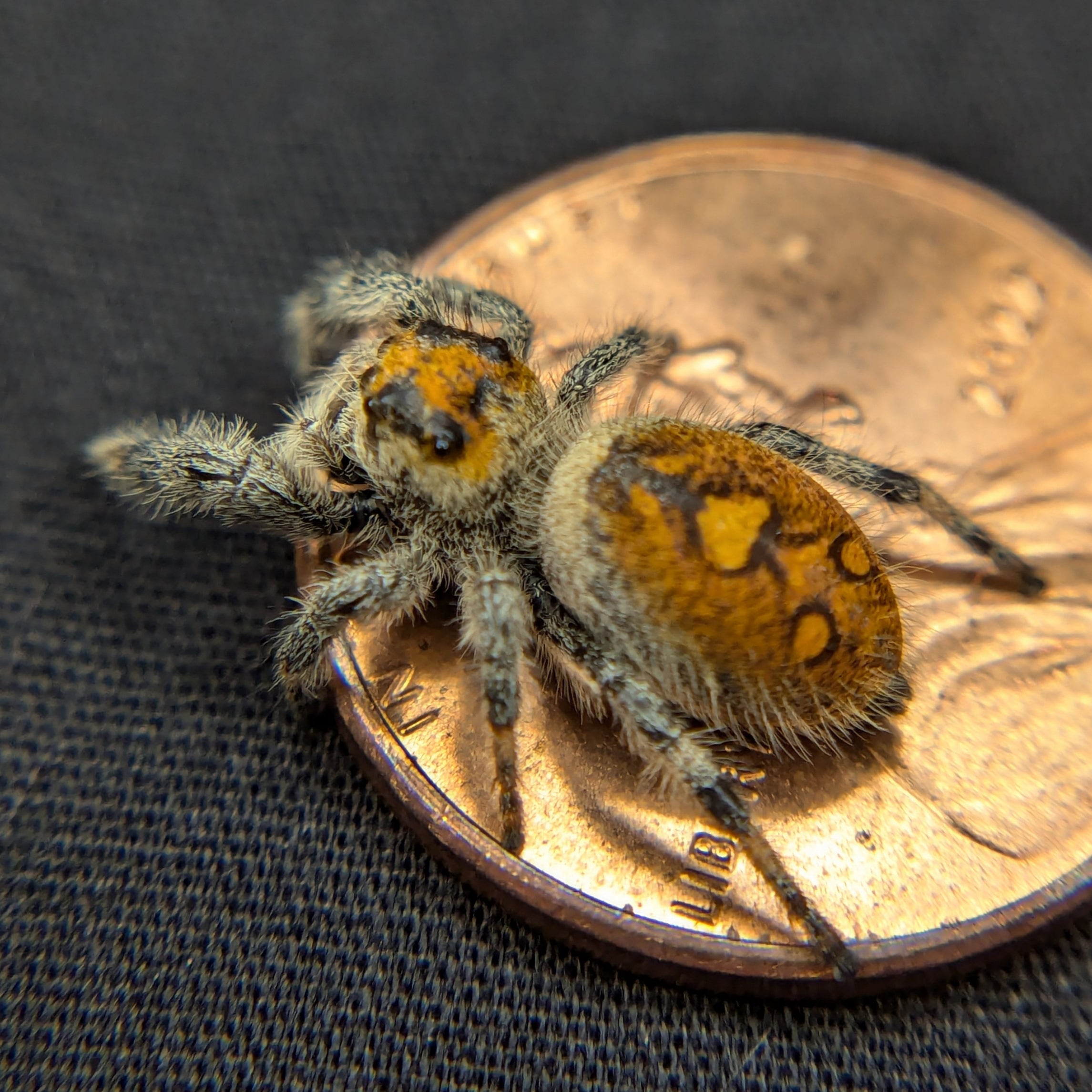 Regal Jumping Spider "Pumpkin"