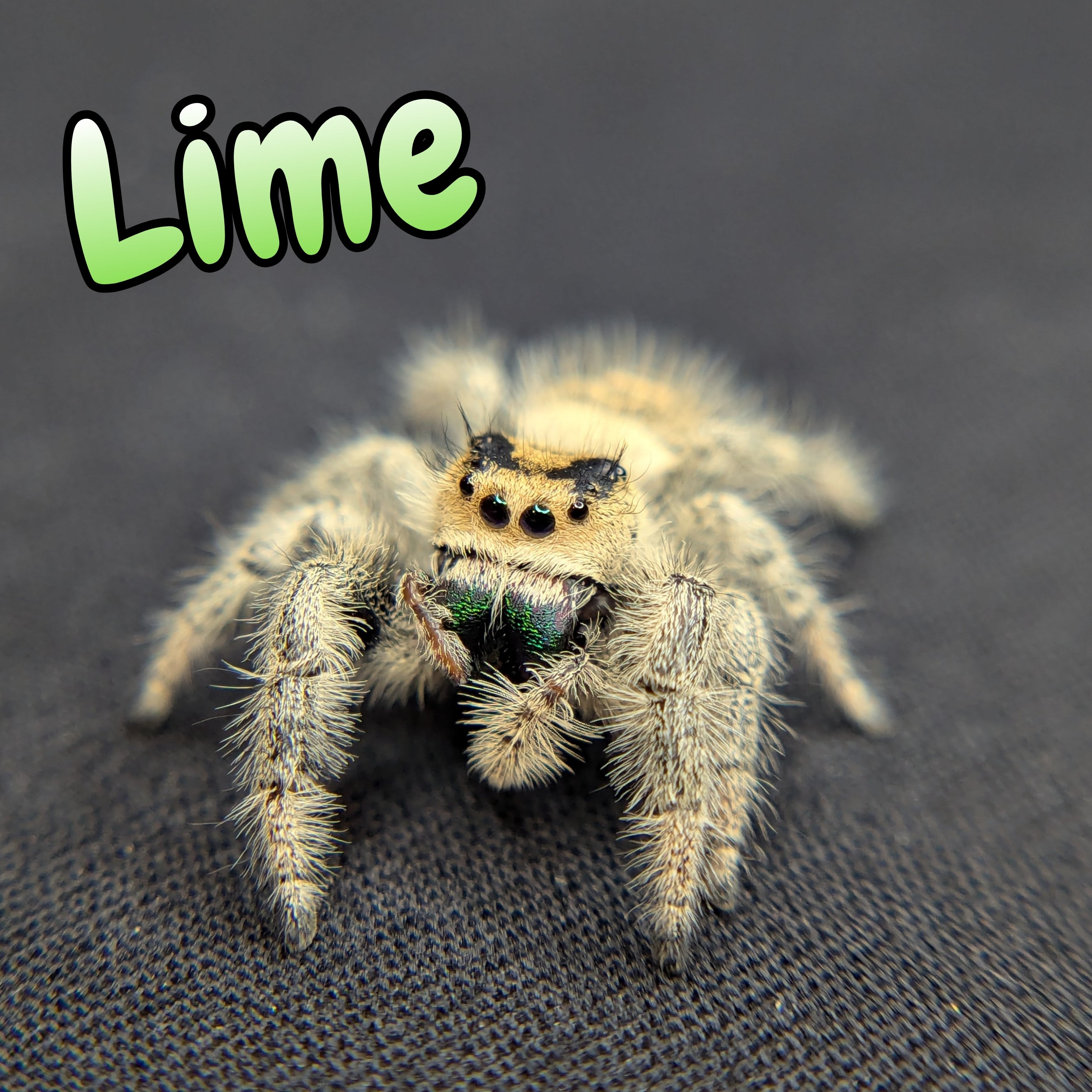 Regal Jumping Spider "Lime"